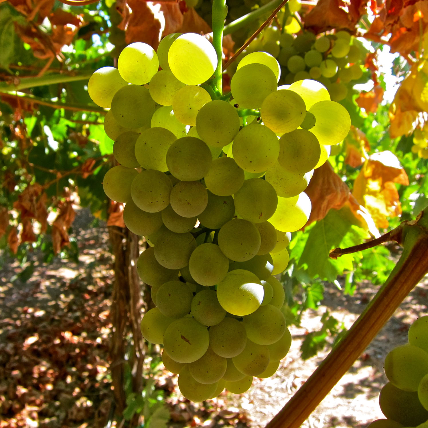 Close-up of a green grape cluster hanging on the vine in a vineyard.