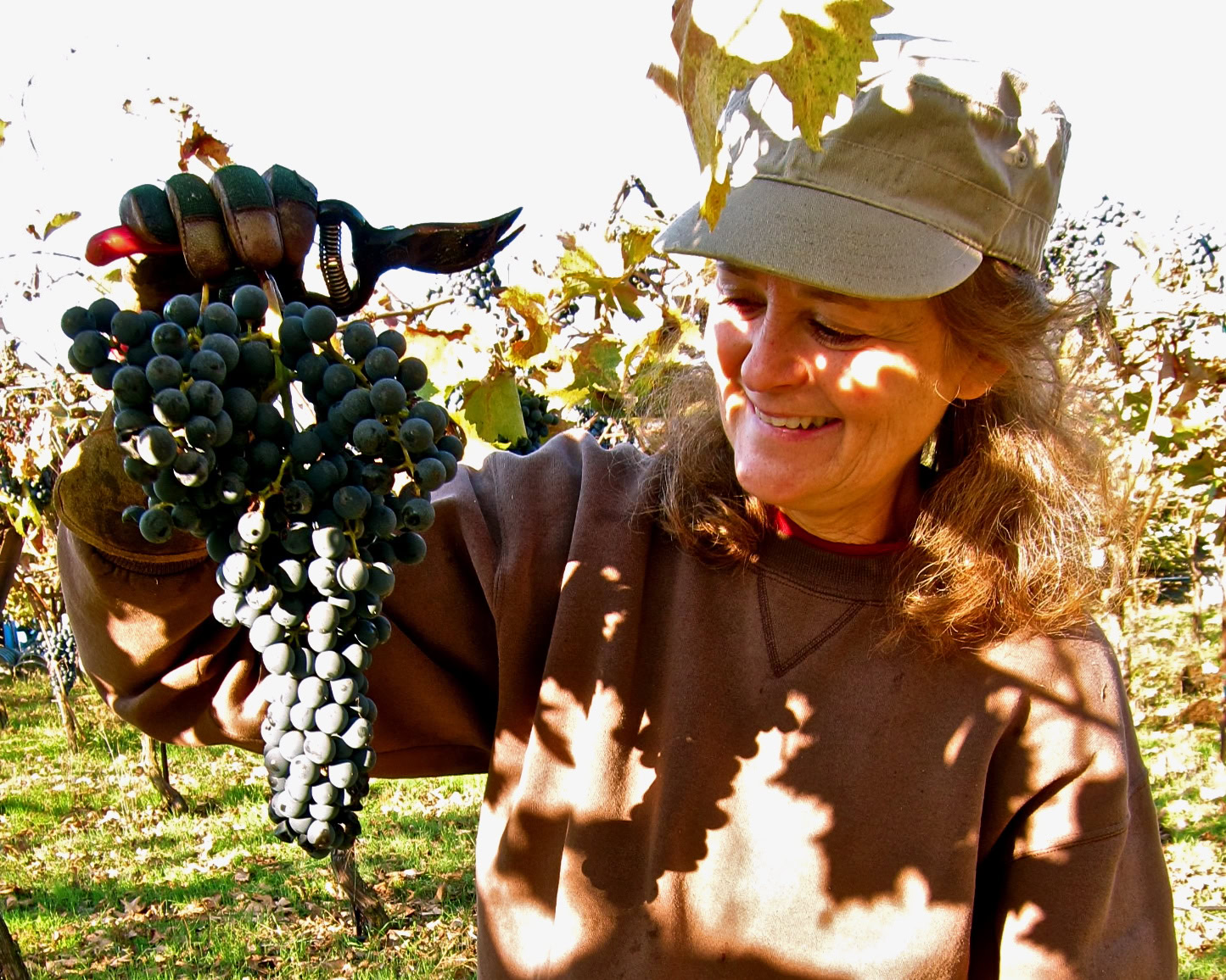 Woman harvesting ripe grapes in a vineyard, showcasing Lodi's premium wine grapes.