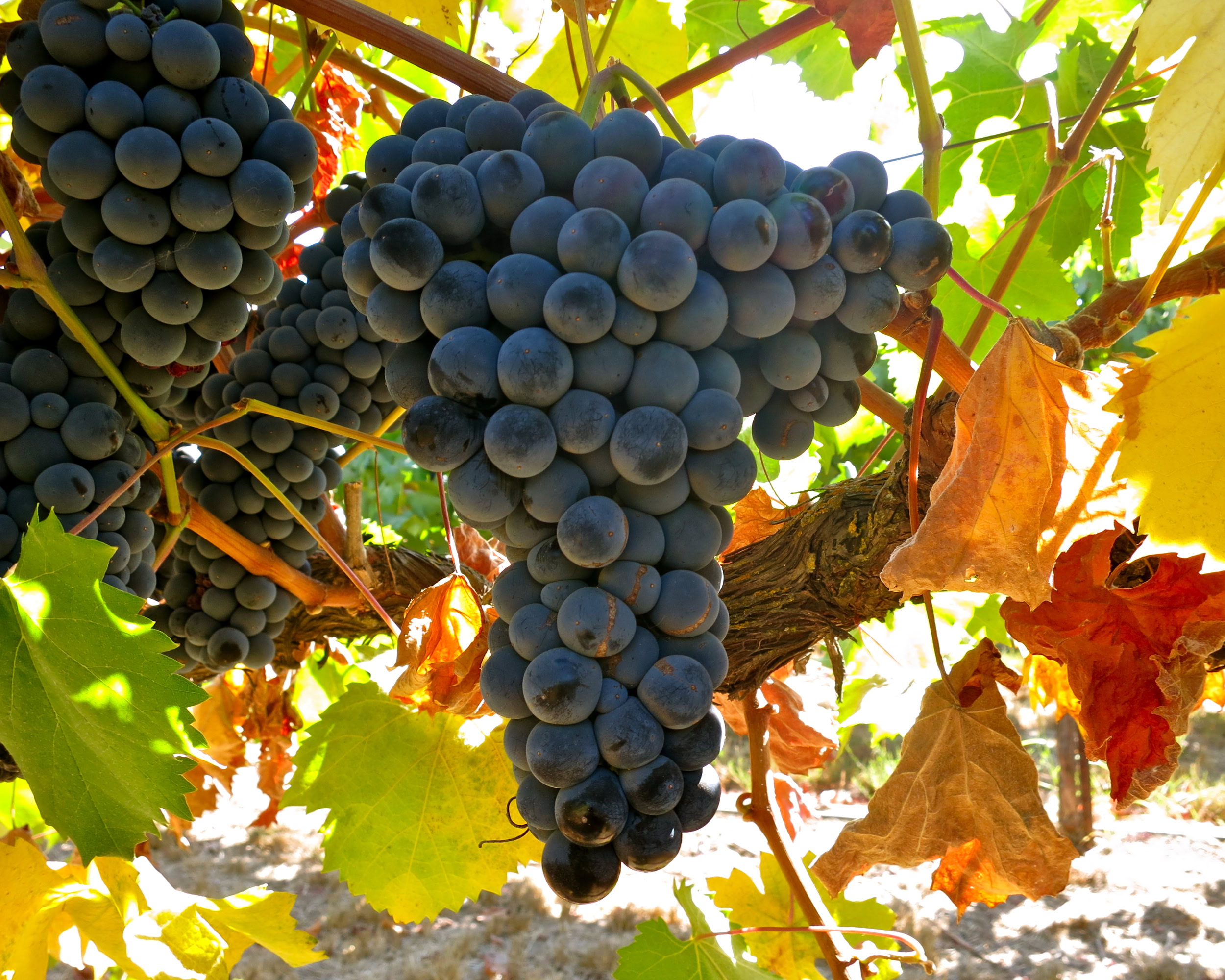 Close-up of ripe dark purple winegrapes hanging on the vine in Lodi, California.