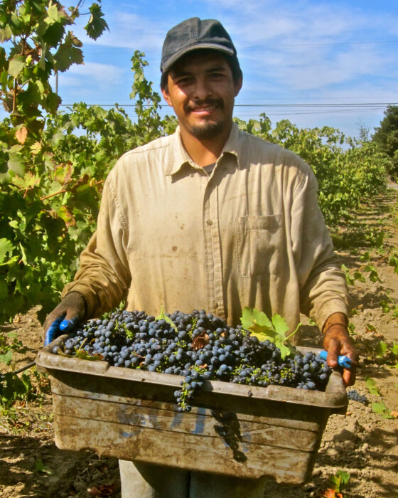 Man holding a tray of freshly picked grapes in a vineyard during harvest season.