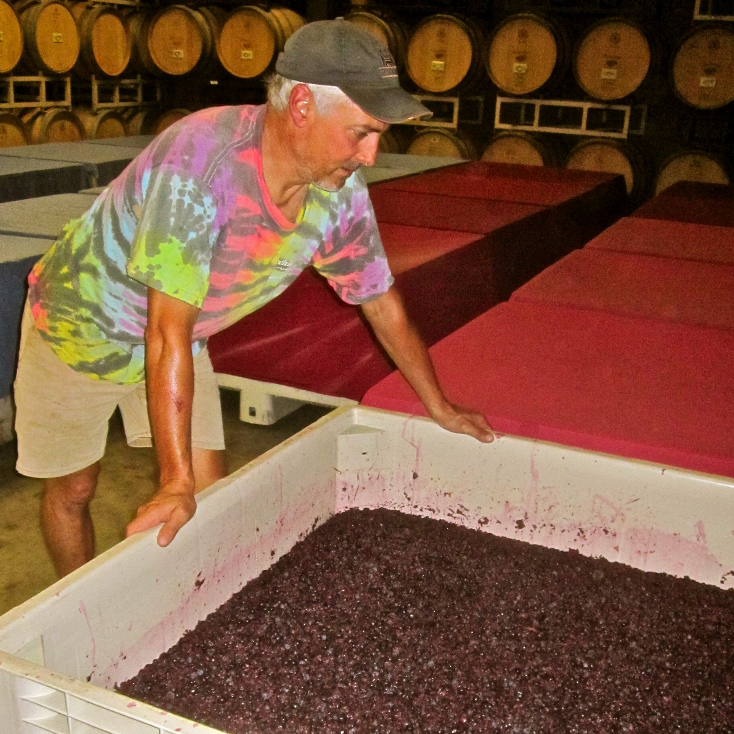 Man inspecting freshly harvested wine grapes in a winery cellar with barrels in the background.