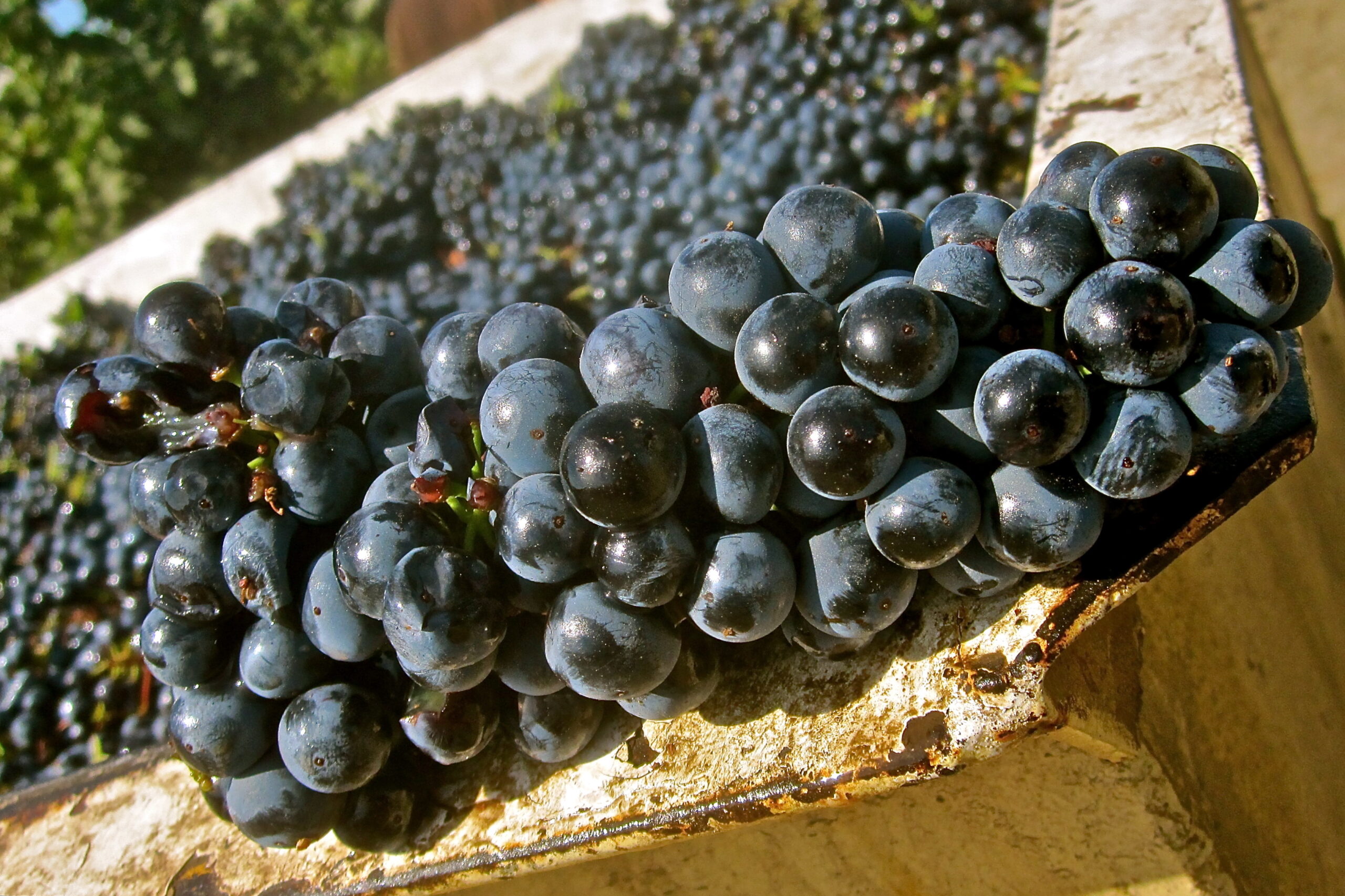 Close-up of ripe dark wine grapes on the vine, ready for harvest in Lodi, California.