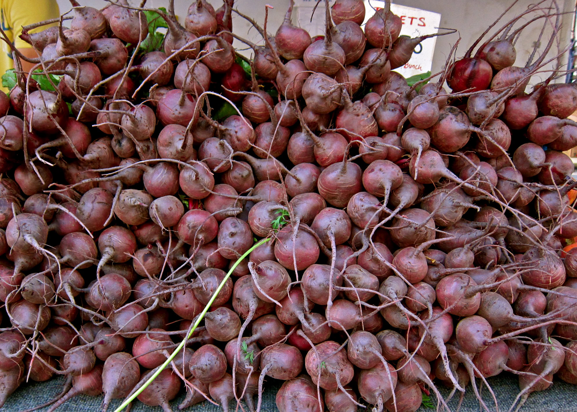 Freshly harvested winegrapes from Lodi, showcasing vibrant color and abundant clusters for winemaking.
