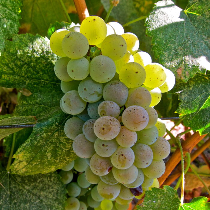 Close-up of a ripe white wine grape cluster on the vine with green leaves in the background.