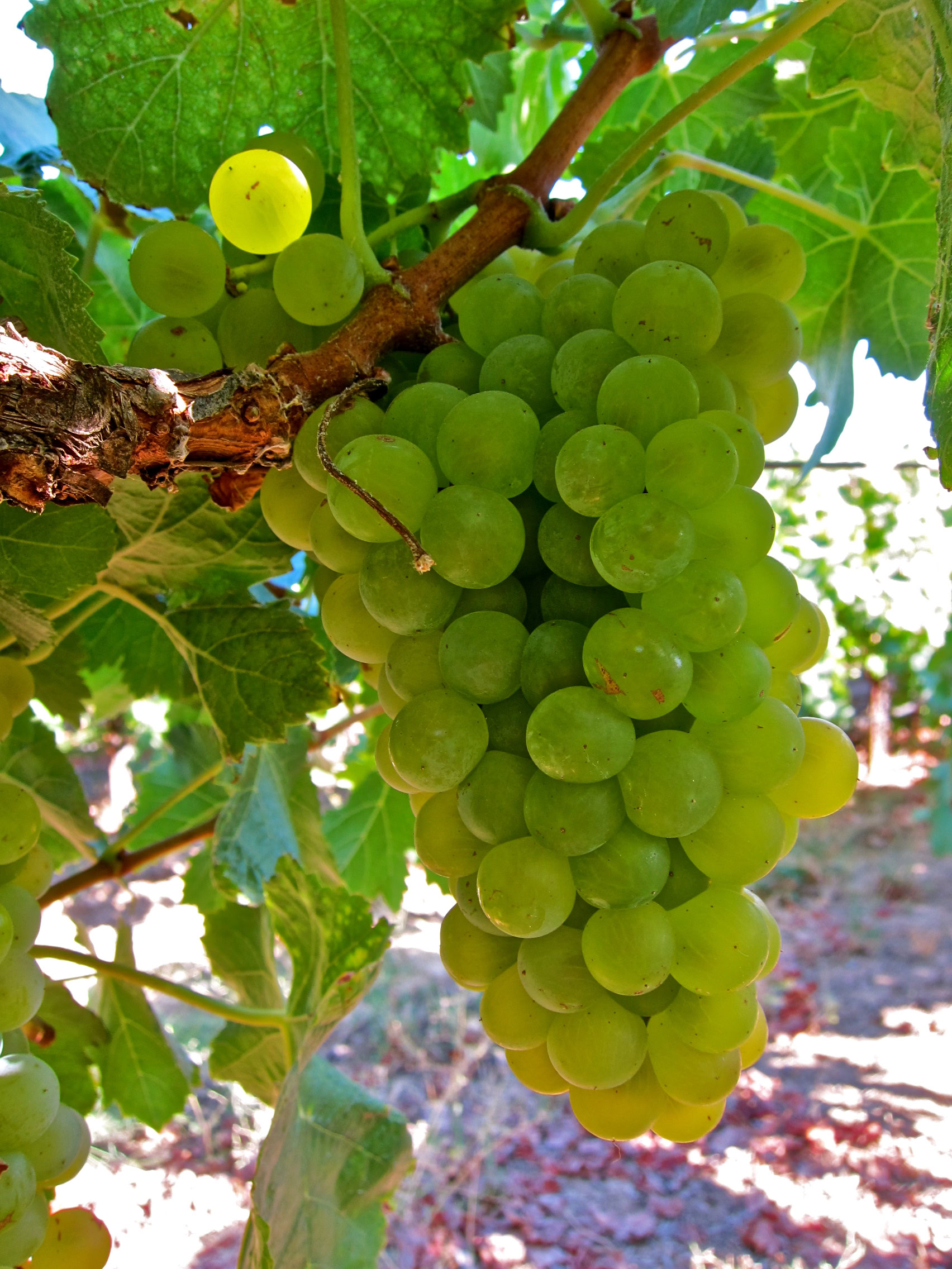 Fresh green winegrapes hanging on the vine in Lodi, California, ready for harvest.