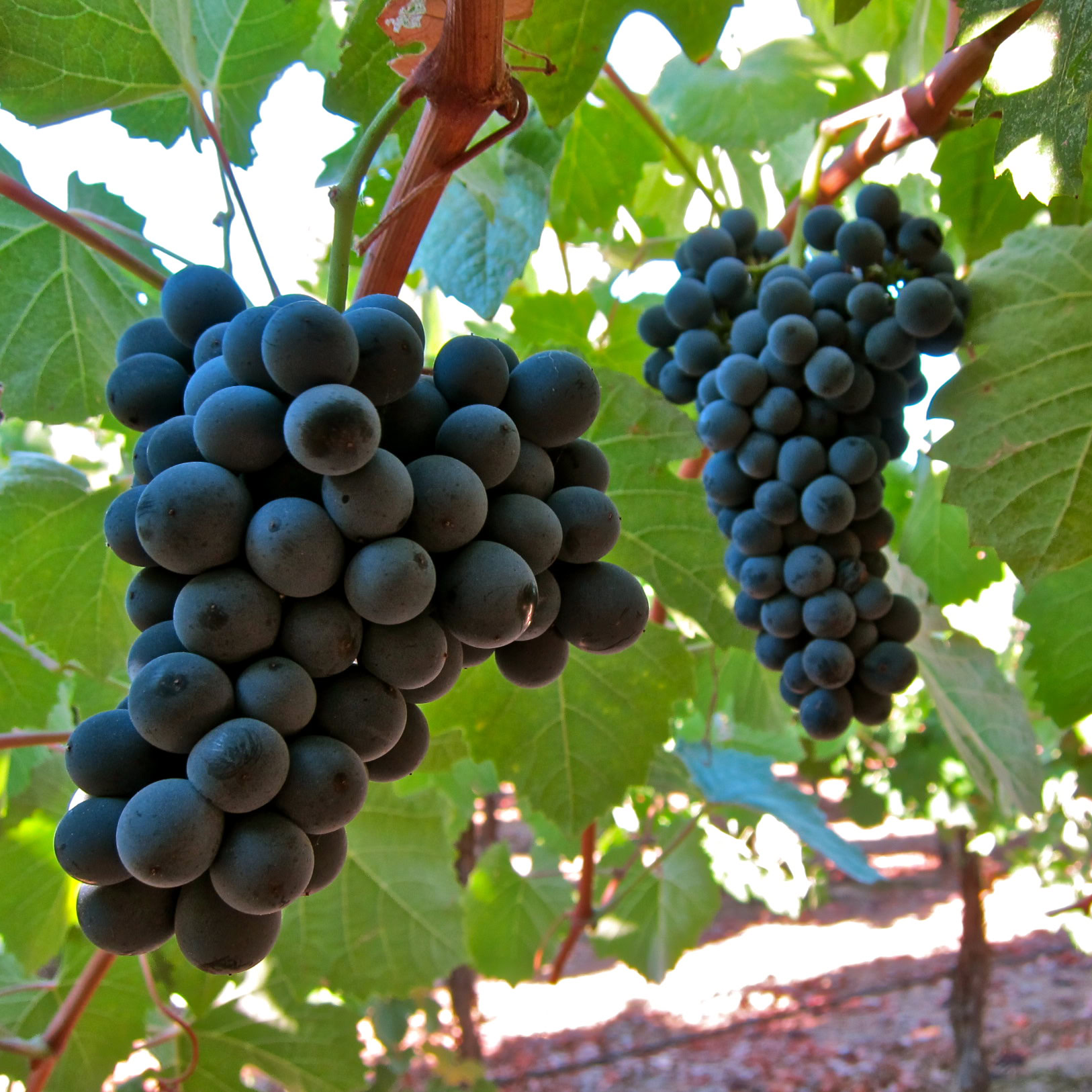 Close-up of ripe dark purple winegrapes hanging on the vine in a Lodi vineyard.