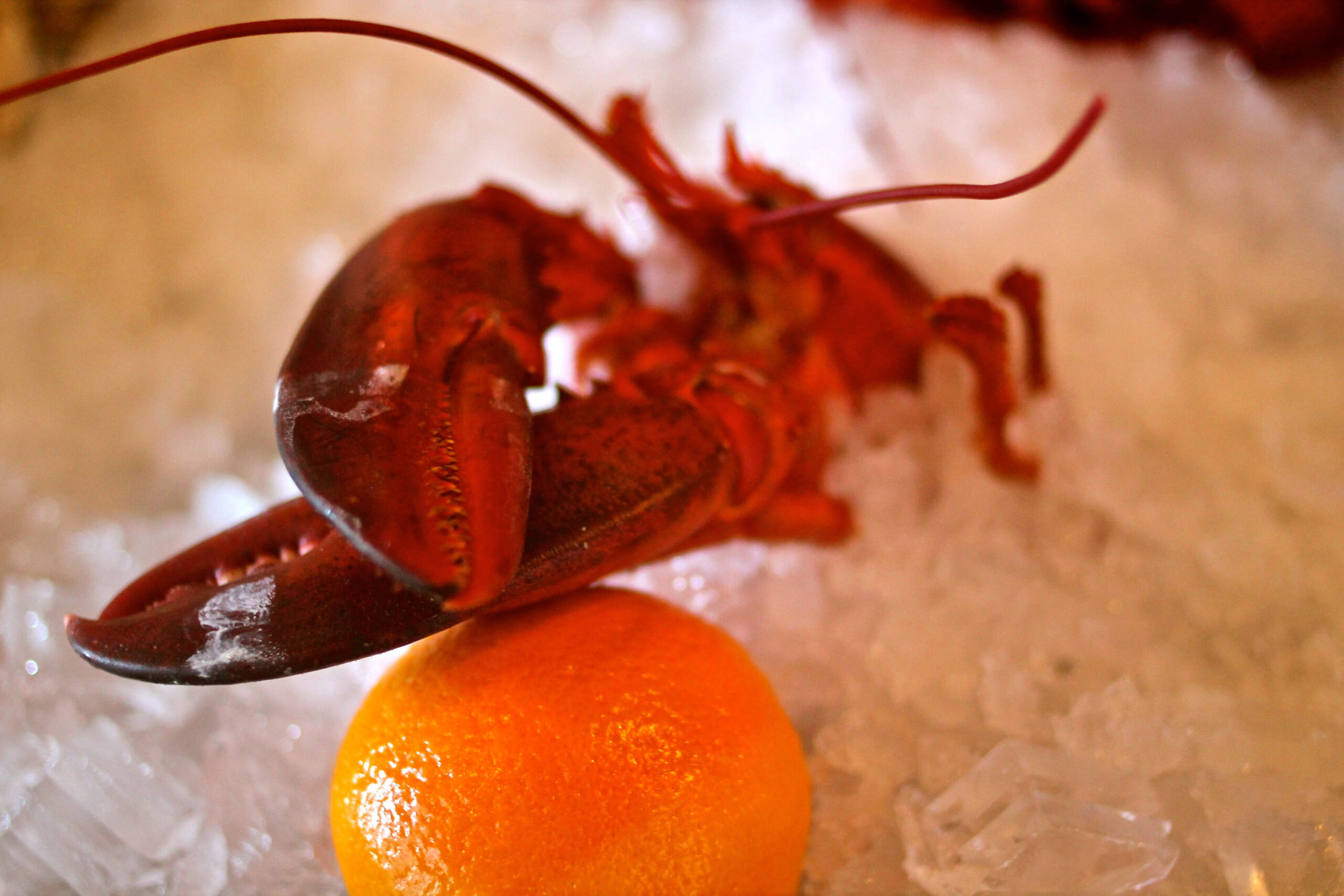 Lobster and lemon on ice, representing Lodi Winegrape Commission's seafood and wine pairing event.