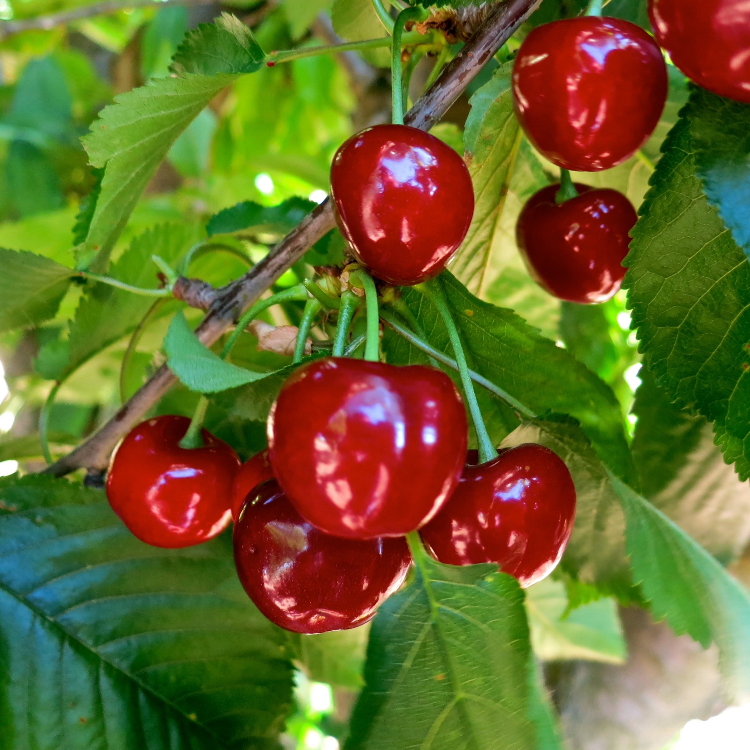 Fresh ripe cherries hanging on a tree branch in Lodi, California, ready for harvest.
