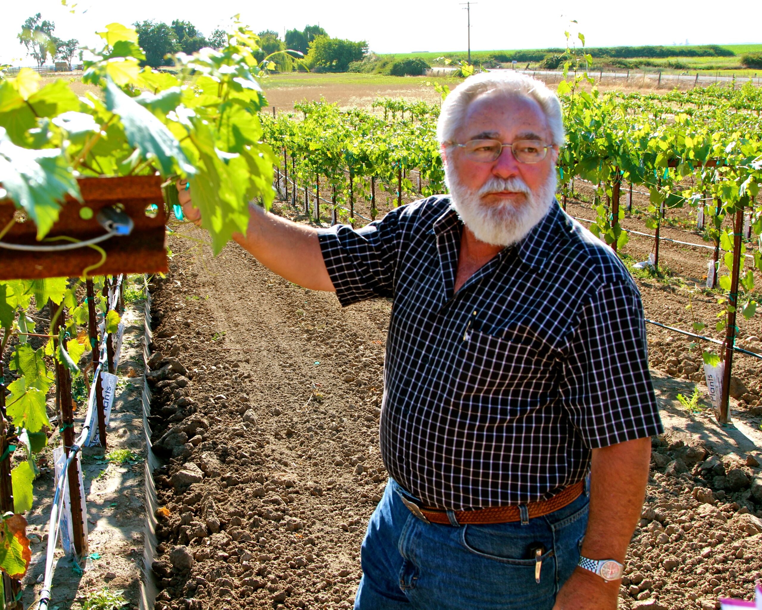 Older man inspecting grapevines in a vineyard during daytime, lush green leaves and rows of grapevines visible.