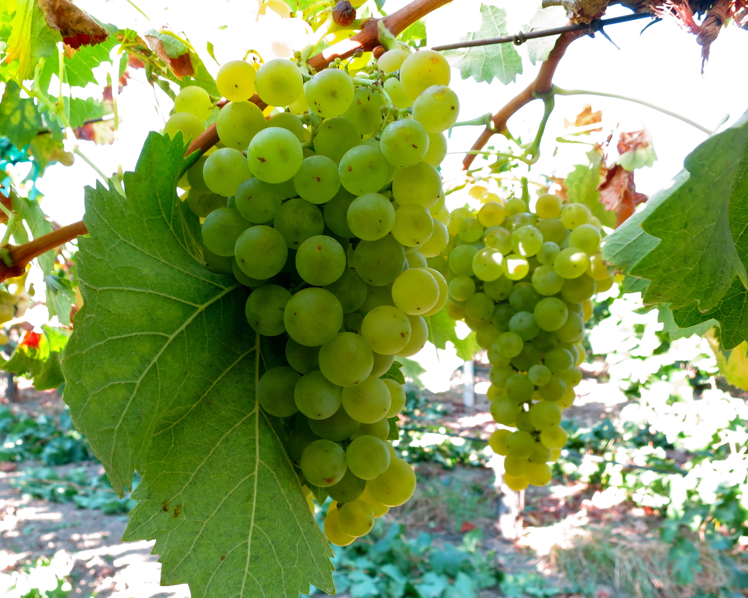Close-up of green winegrapes hanging on a vine in Lodi, California, ready for harvest.