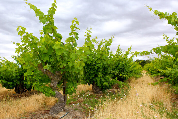 Lodi winegrape vineyard with lush green vines under cloudy sky, showcasing premium grape growing region in California.