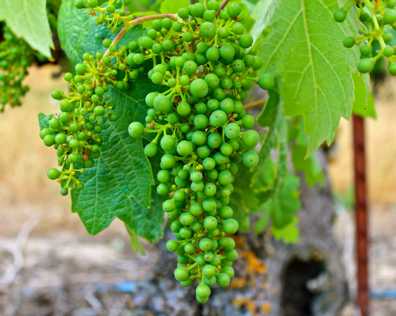 Green winegrape cluster hanging from vine in Lodi vineyard, California.
