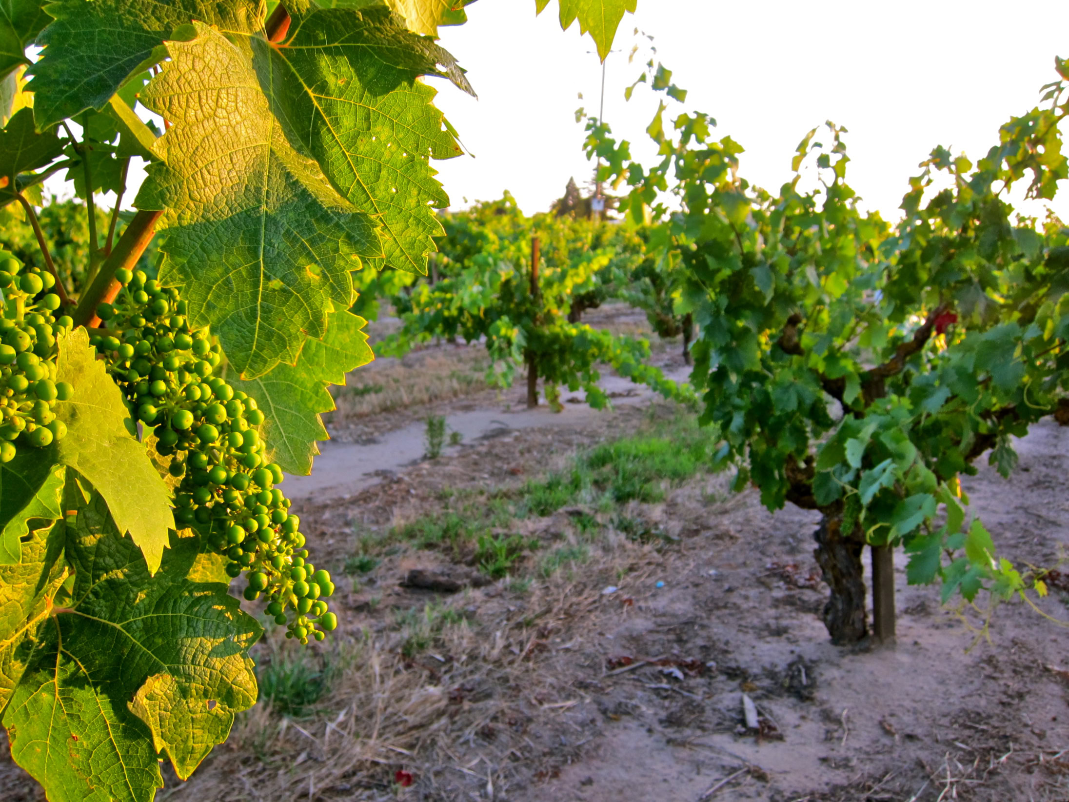 Vineyard with lush grapevines in Lodi, California, during the daytime.