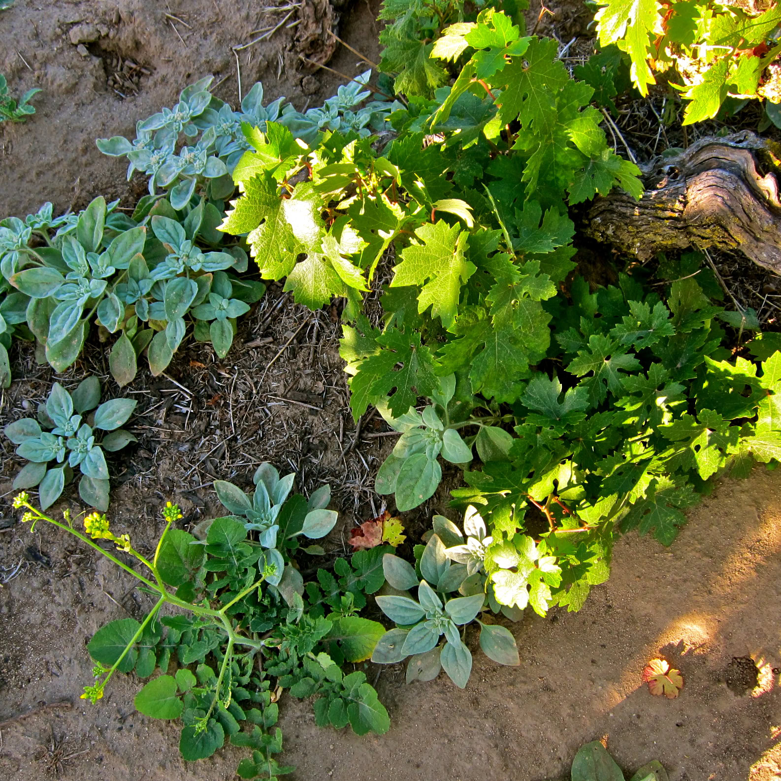 Close-up of grapevine and herb plants growing in vineyard soil, showcasing healthy foliage and vibrant green leaves.