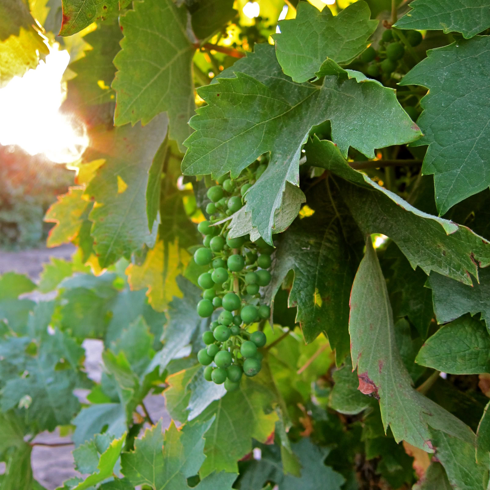 Close-up of a grapevine with green grapes and large green leaves in sunlight, showcasing Lodi's wine-growing region.