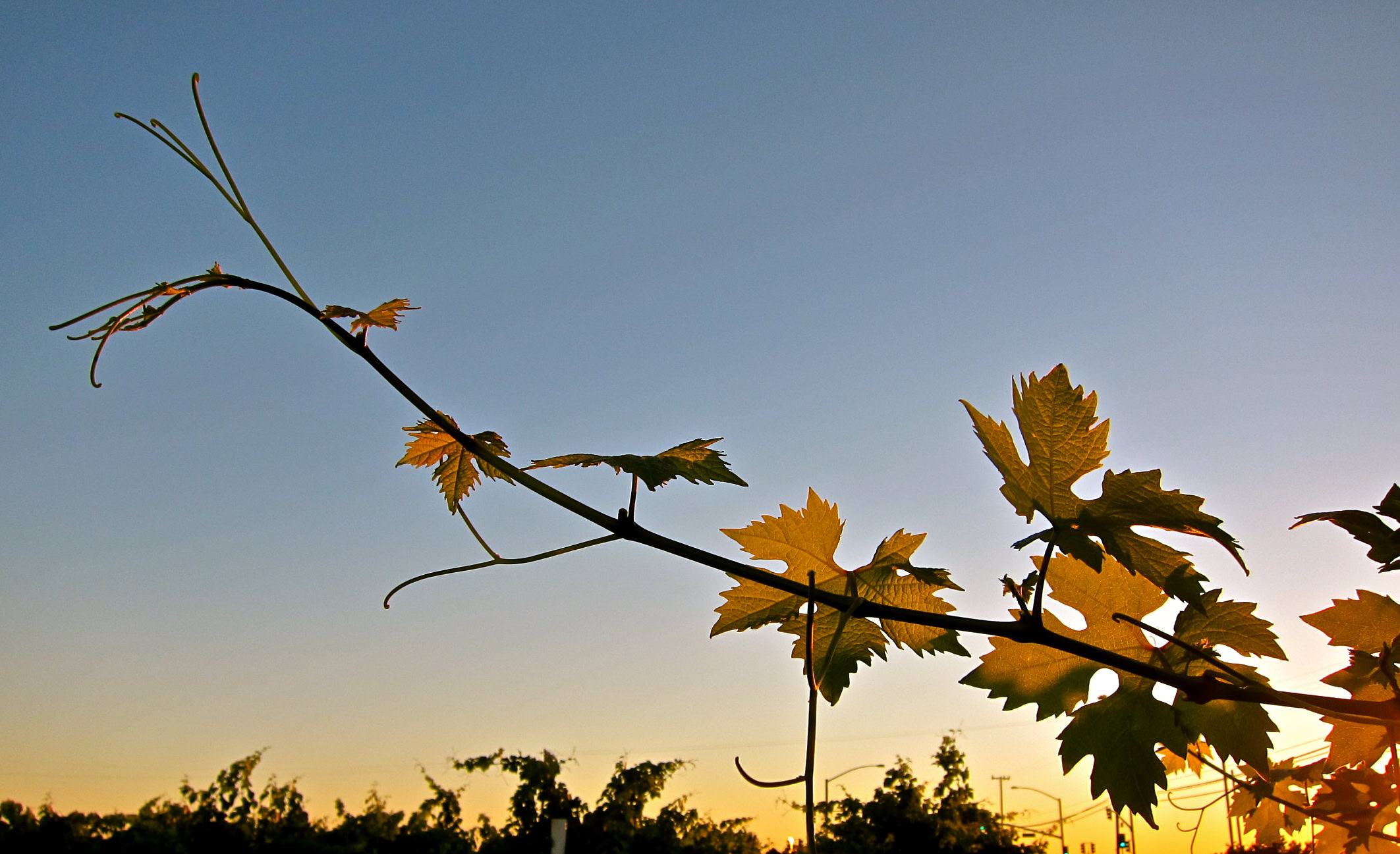 Grape vine in Lodi wine region during sunset, showcasing healthy leaves and a clear sky.