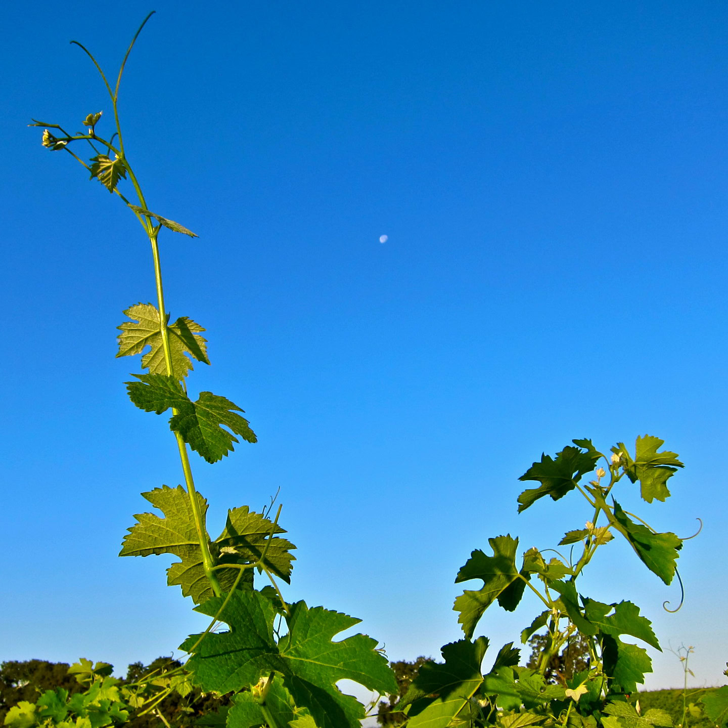 Close-up of a healthy winegrape vine with green leaves under a clear blue sky.