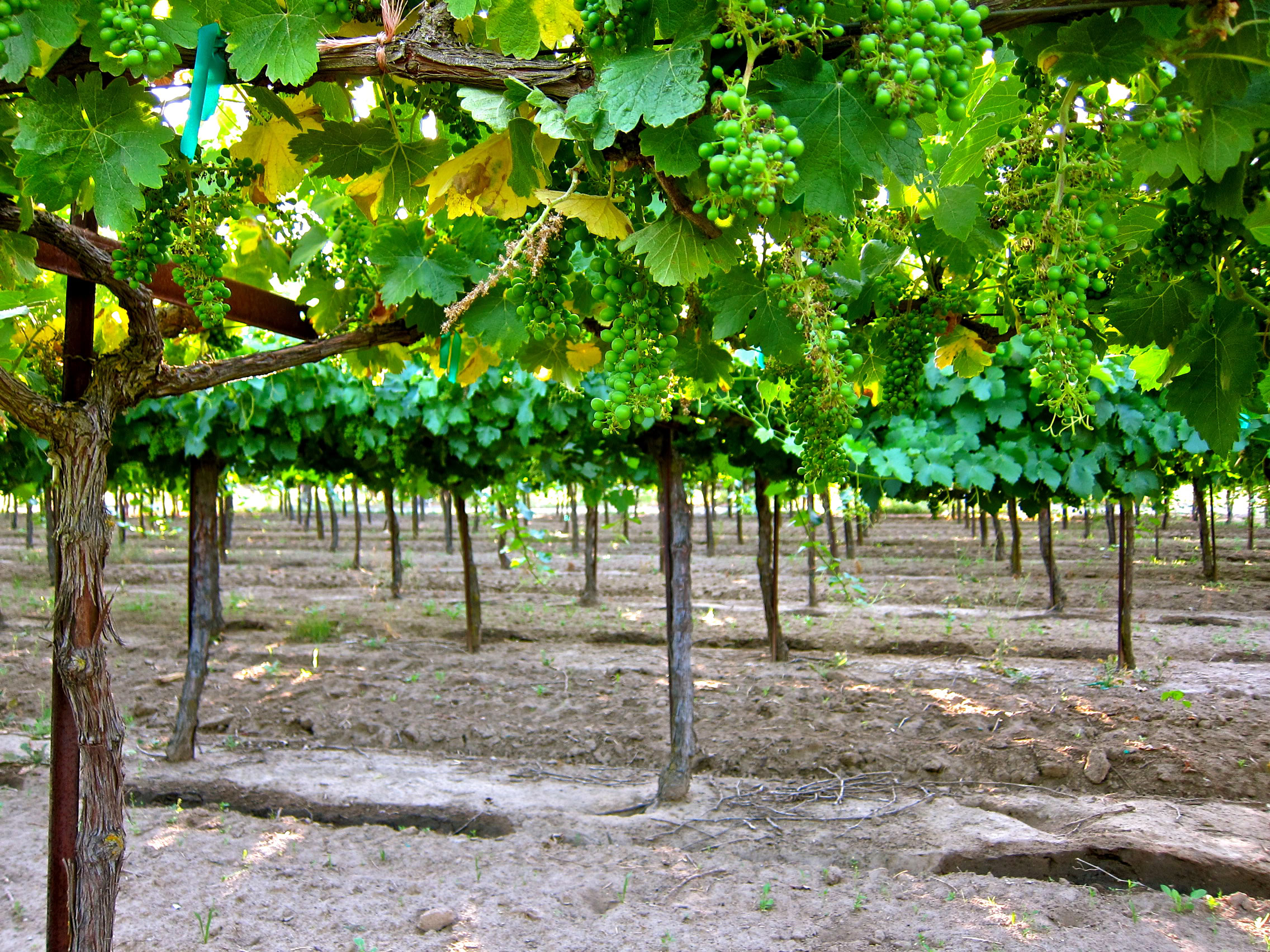 Lodi winegrape vineyard with lush green grape clusters and vine leaves in California.