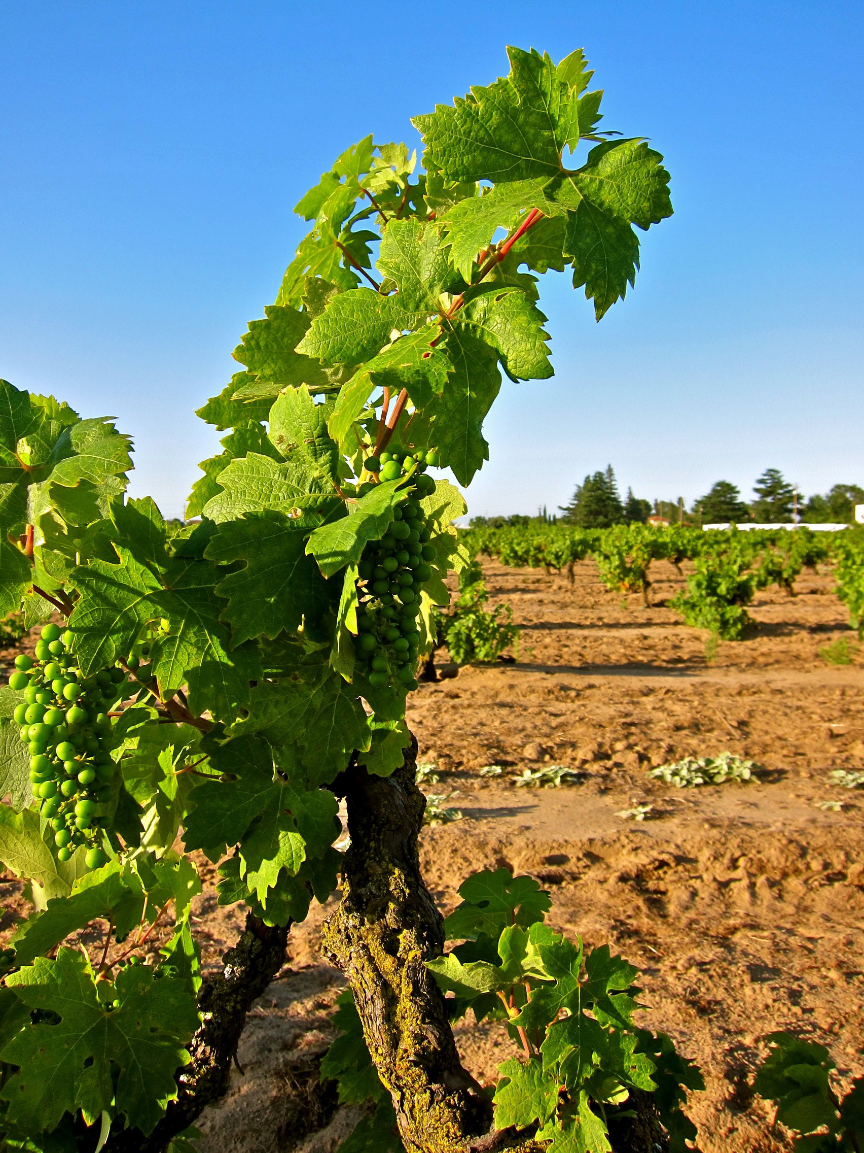 Vineyard in Lodi with lush grapevine leaves and young grape clusters under a clear blue sky.