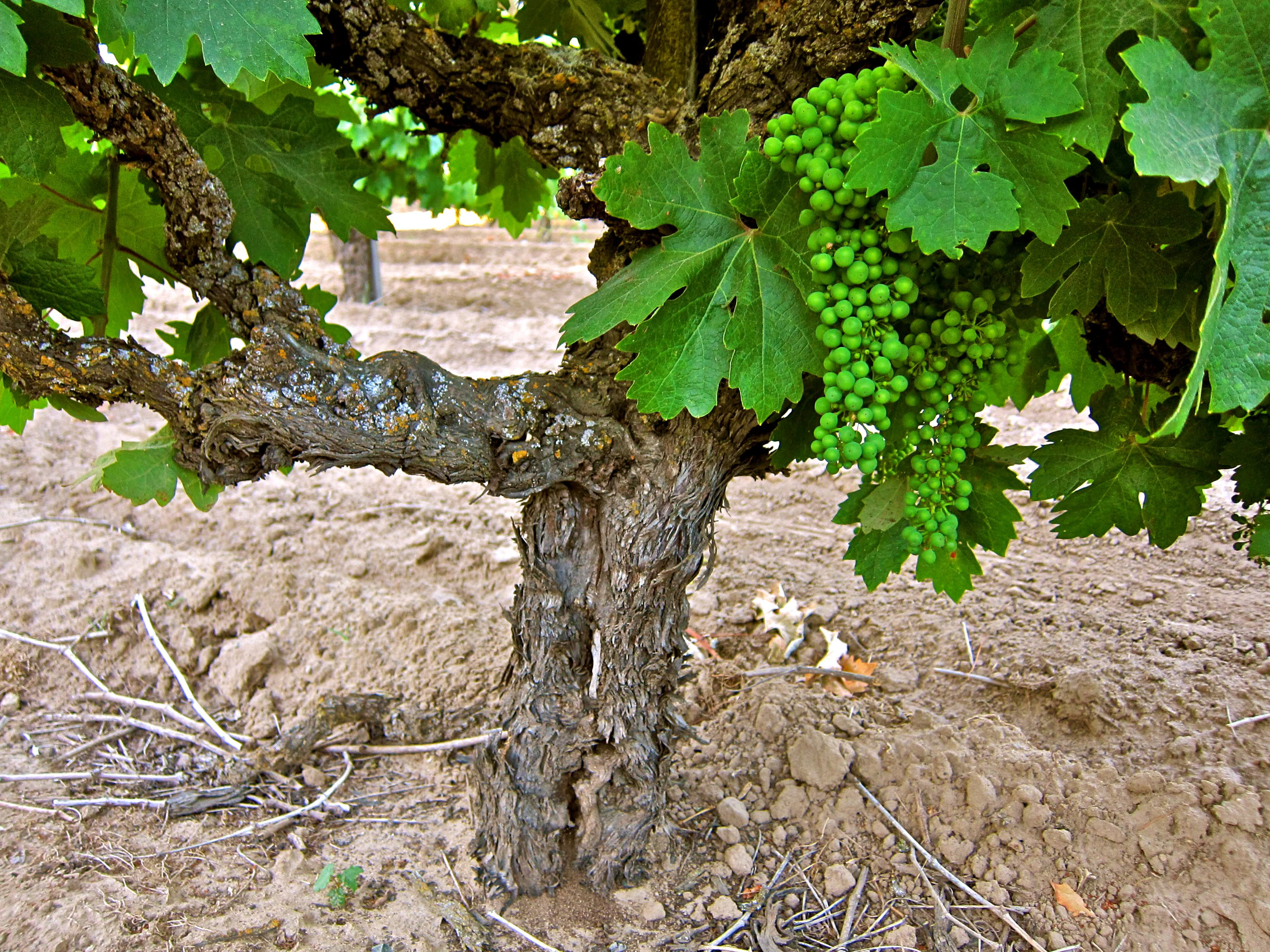 Close-up of a grapevine with green grapes and lush leaves in a vineyard.