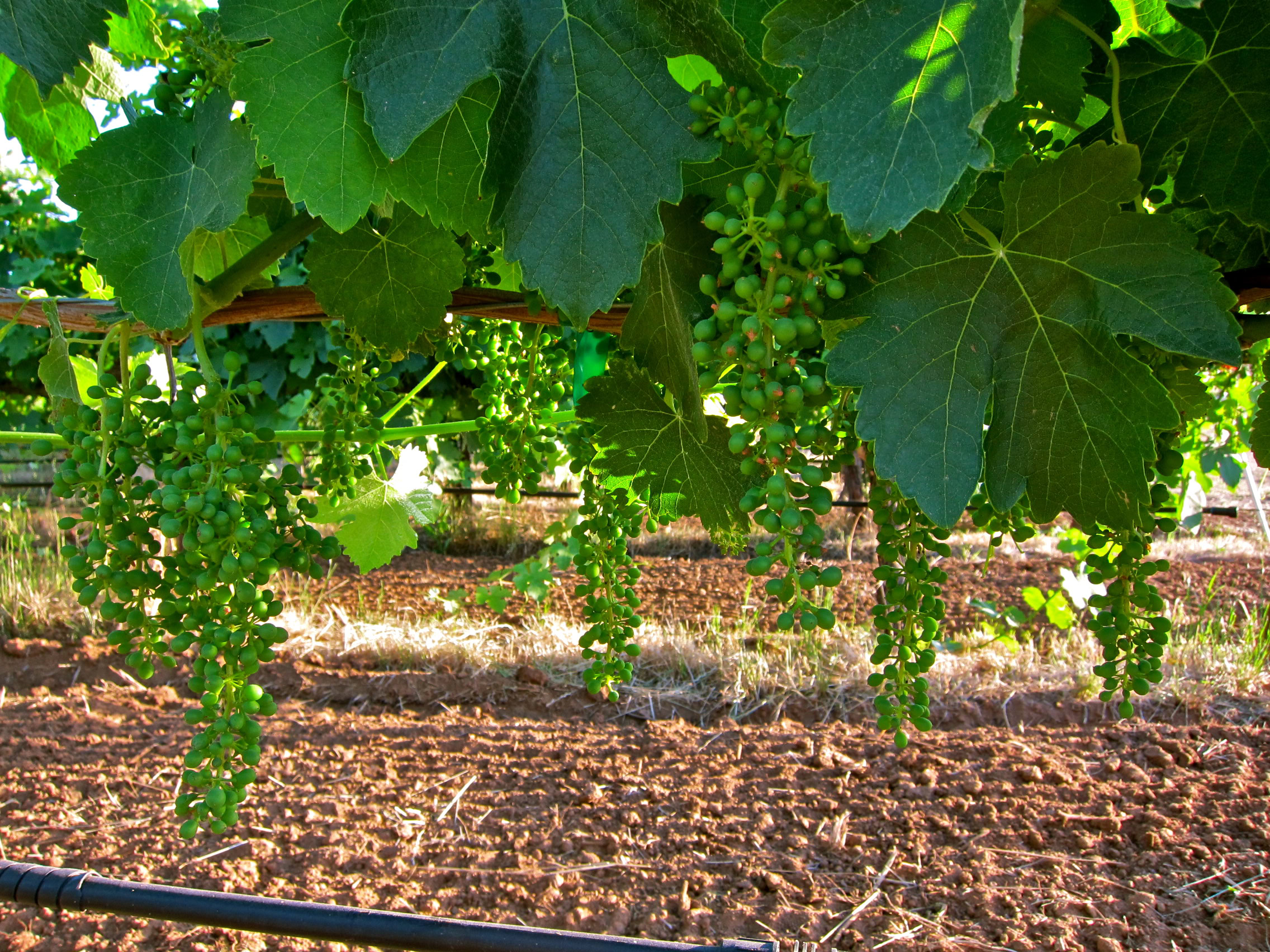 Lodi winegrape vineyard with lush green leaves and grape clusters ready for harvest.
