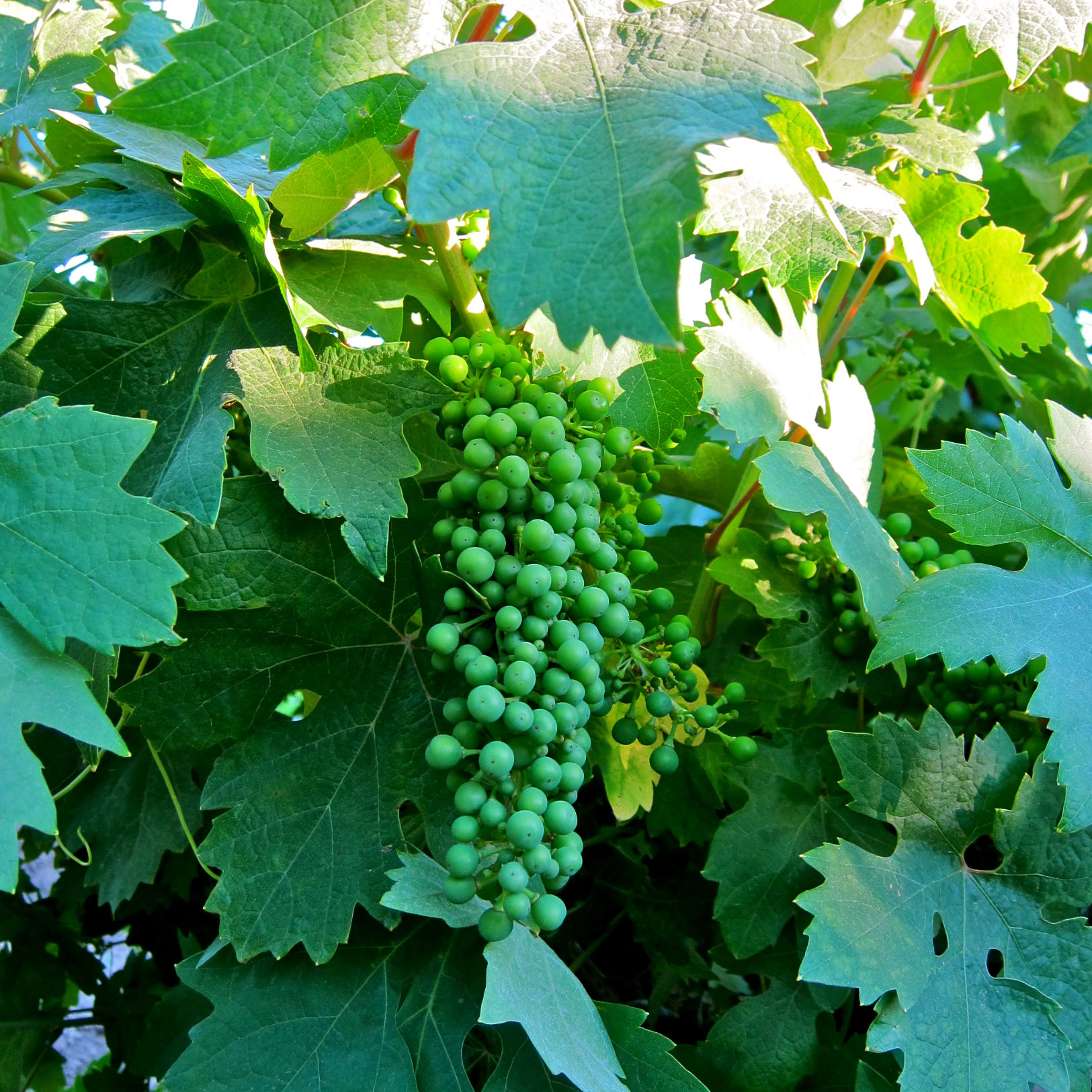 Close-up of a green winegrape cluster hanging from a vine in Lodi, California.