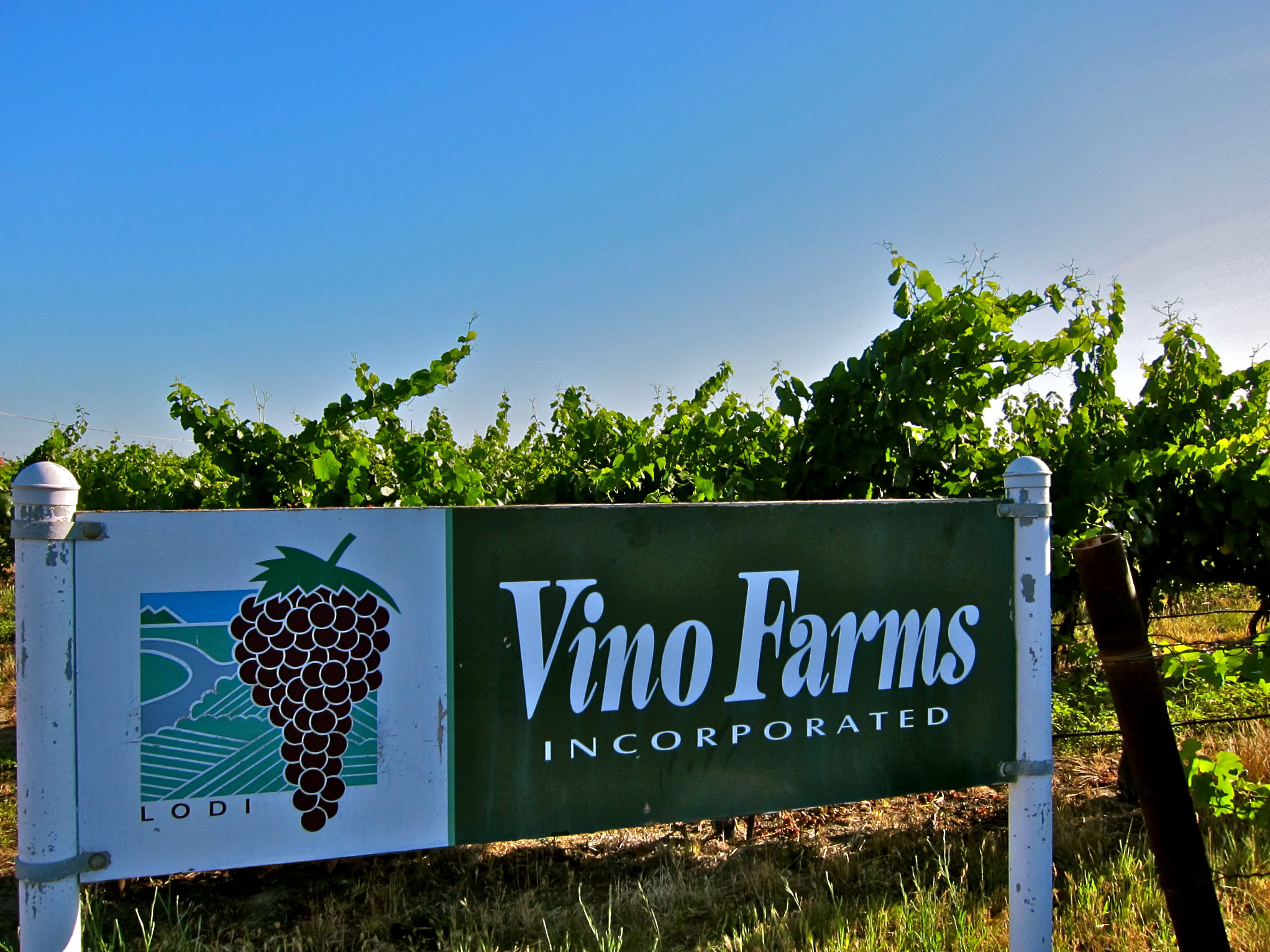 Vino Farms vineyard in Lodi with lush grapevines under a clear blue sky.