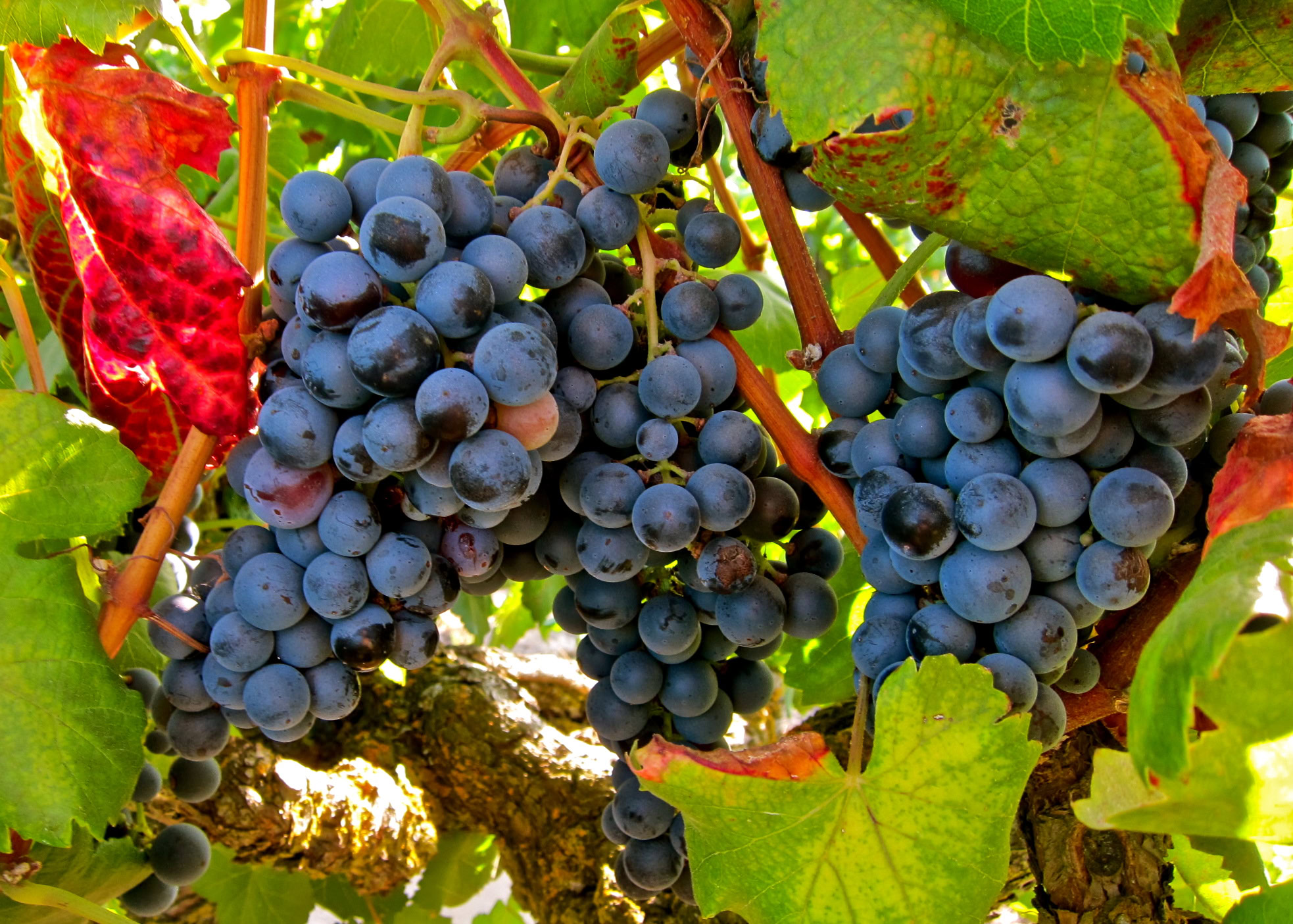 Close-up of ripe dark purple wine grapes on the vine in Lodi, California.