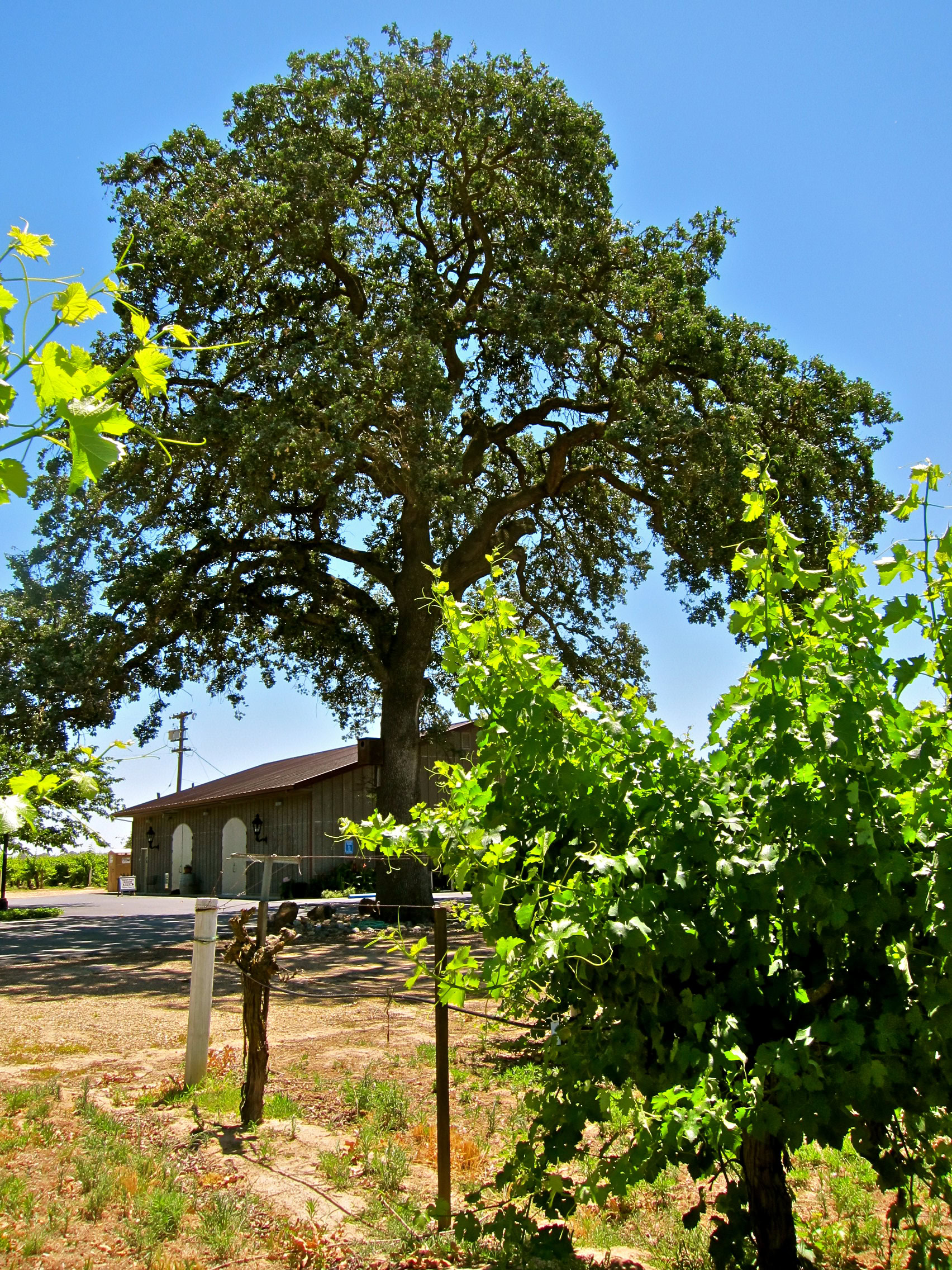 Large mature tree in a vineyard with grapevines and a winery building in the background.