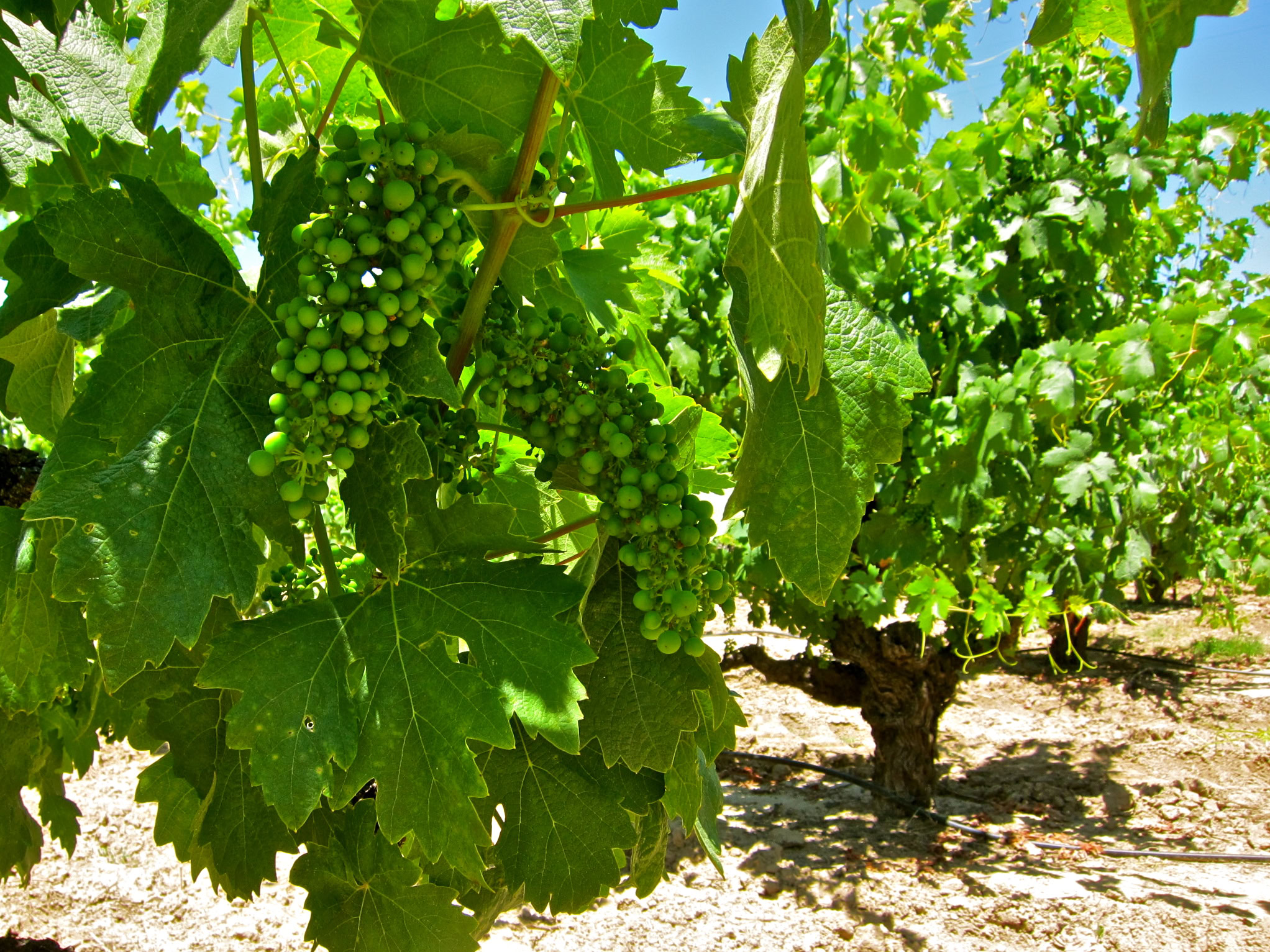 Lodi winegrape vineyard with lush green grape clusters and vibrant leaves under bright sunlight.