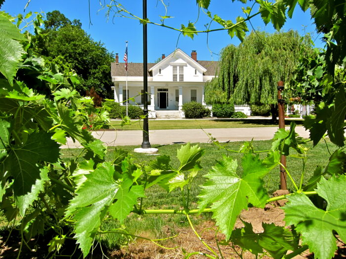 Vineyard with lush green grape leaves in front of a white house in Lodi, California.