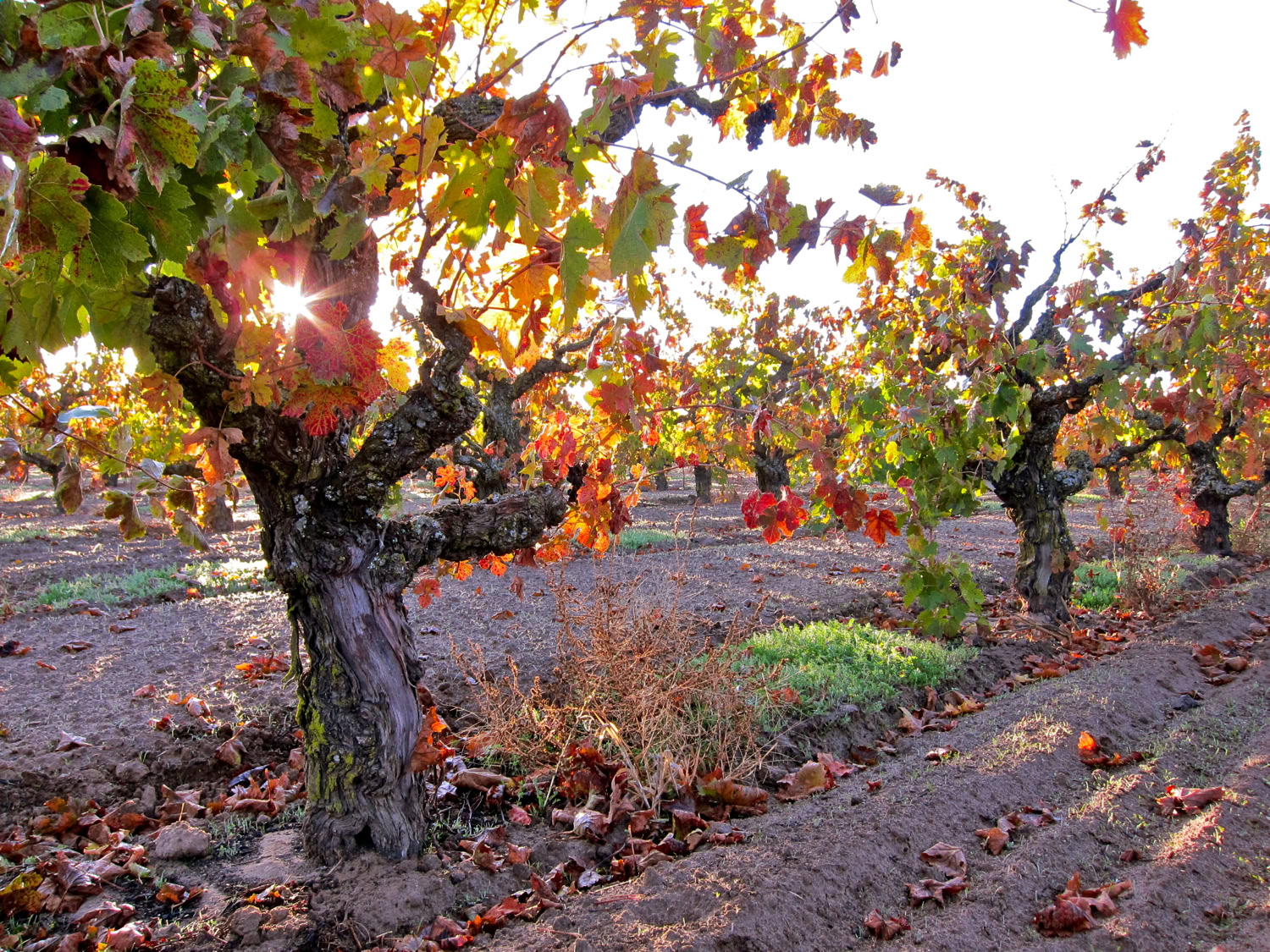 Vineyard with grapevines in autumn, showing colorful leaves and ripe grapes, under bright sunlight.