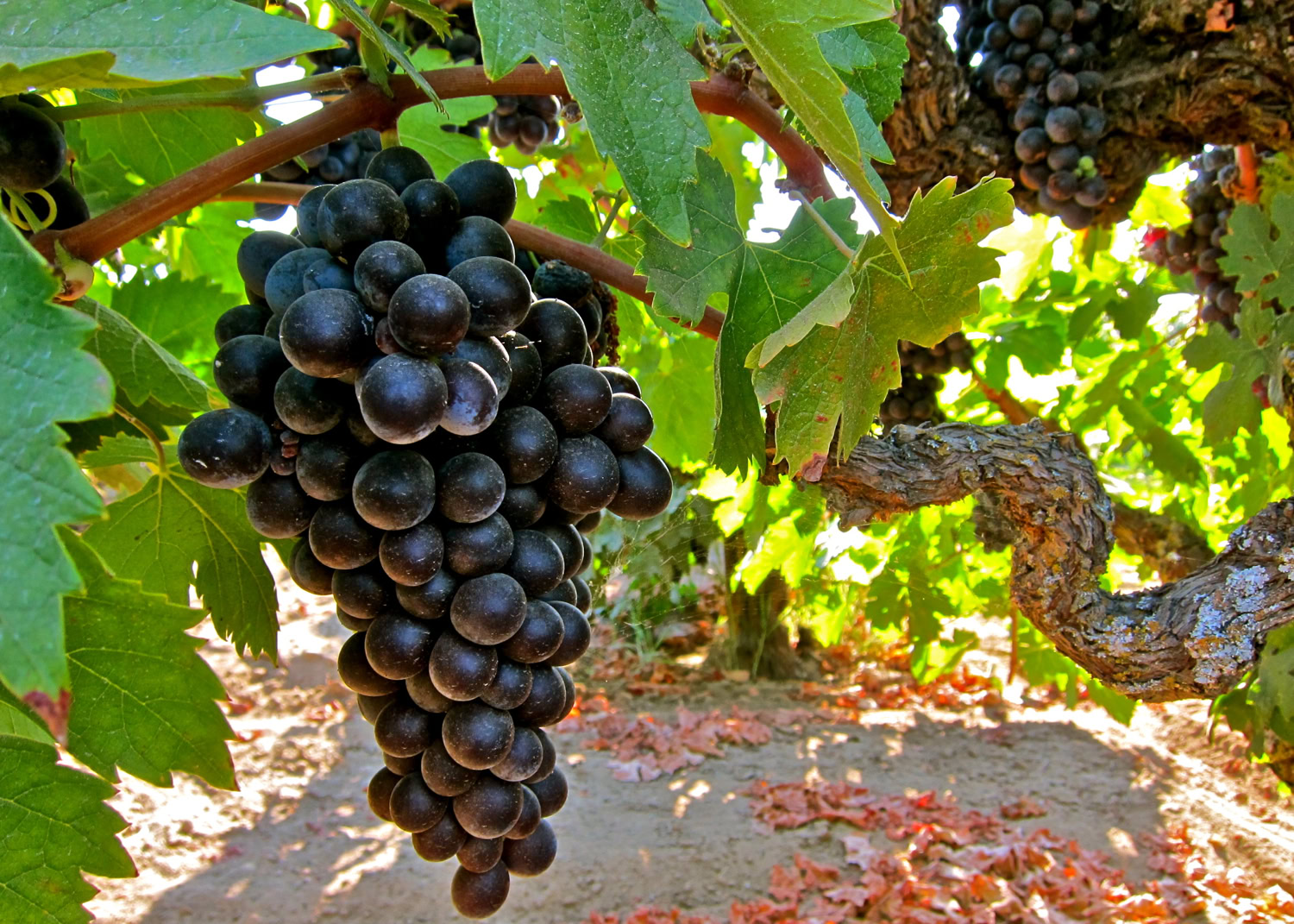 Close-up of ripe black wine grapes hanging on a vine in a vineyard.