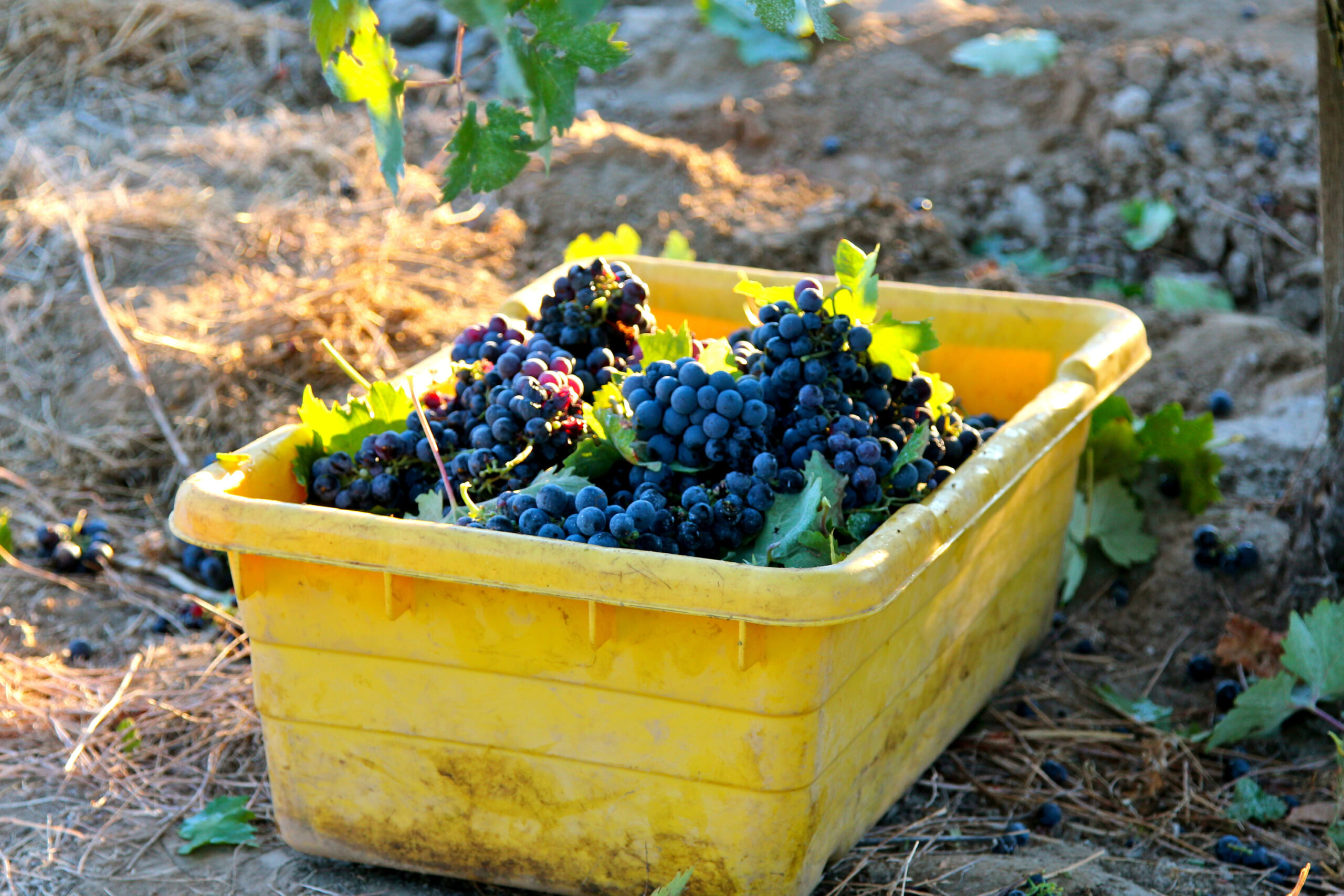 Freshly harvested dark purple winegrapes in a yellow container on vineyard soil.