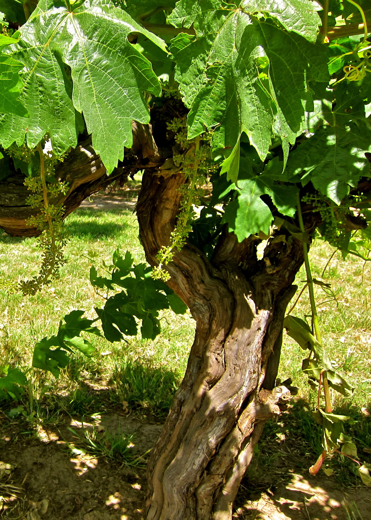 Close-up of a gnarled winegrape vine with large green leaves in a vineyard.