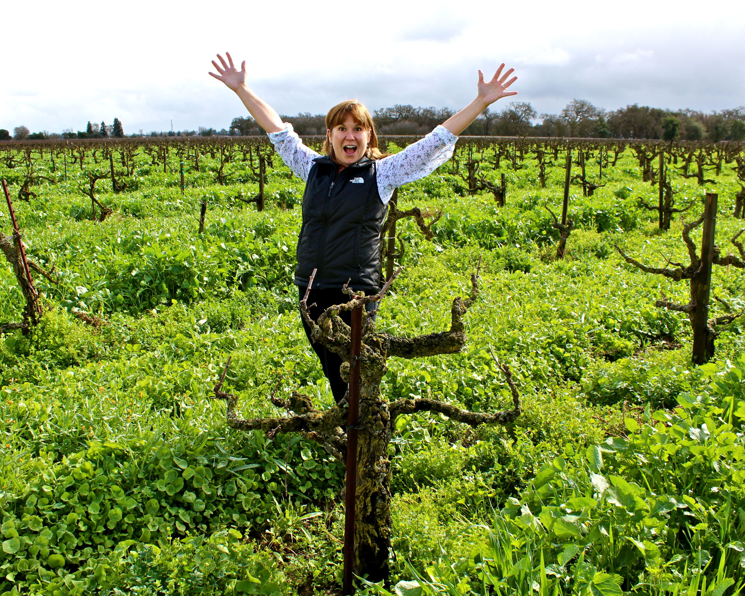 Happy woman in vineyard celebrating with arms raised among lush grapevines in Lodi, California.