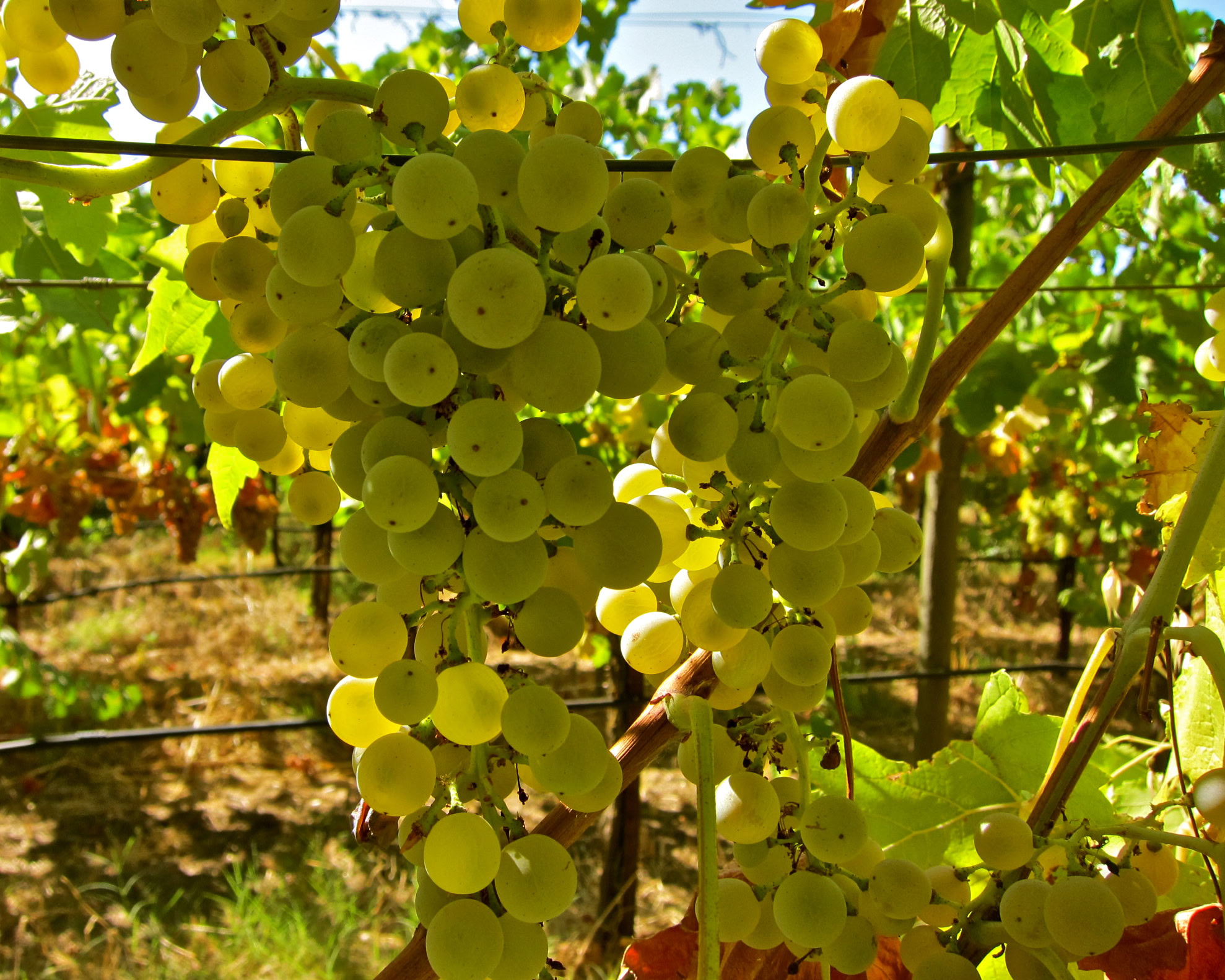 Close-up of a green winegrape cluster hanging on the vine in a vineyard.