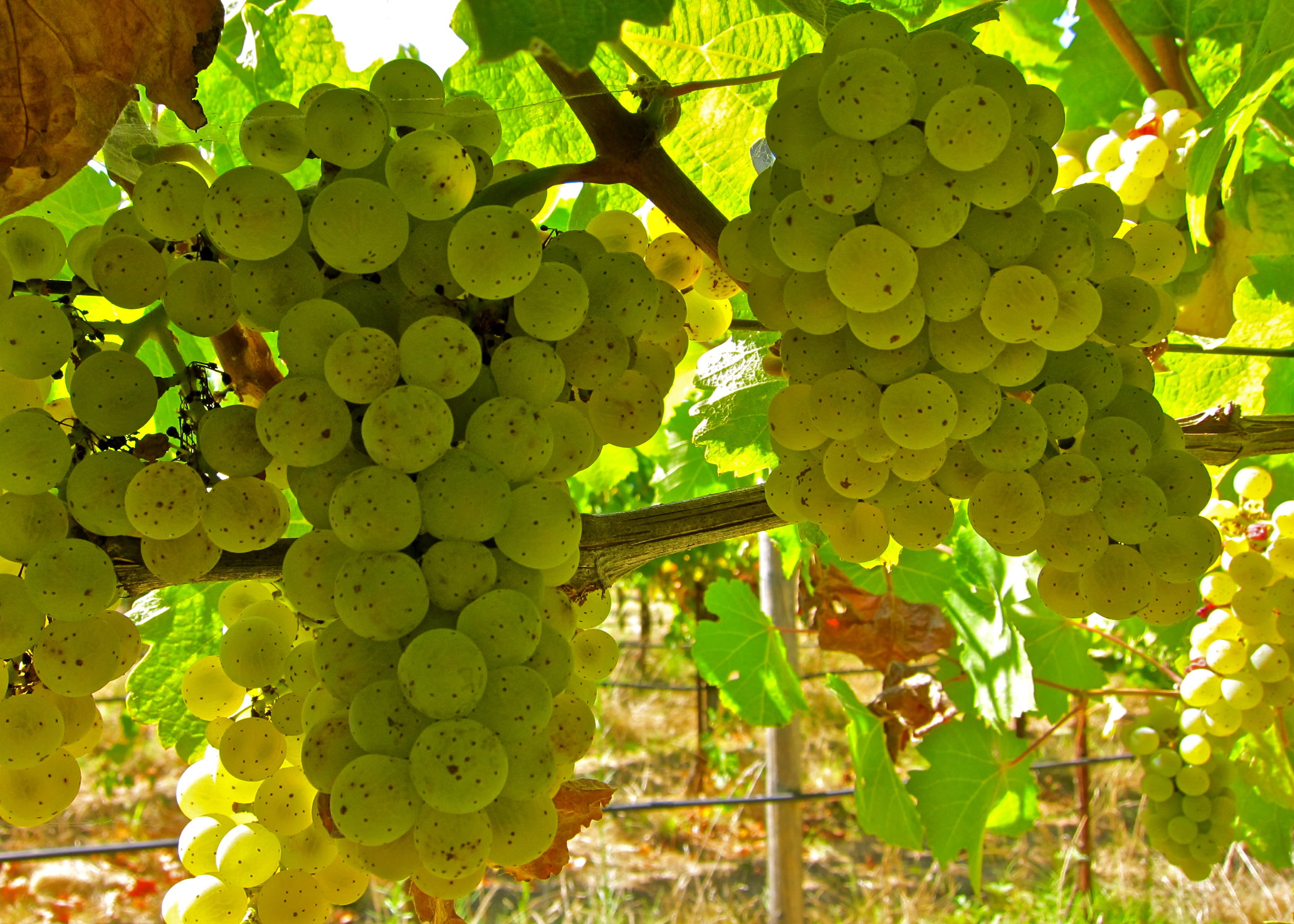Close-up of ripe white wine grapes hanging in a vineyard with green leaves and sunlight.