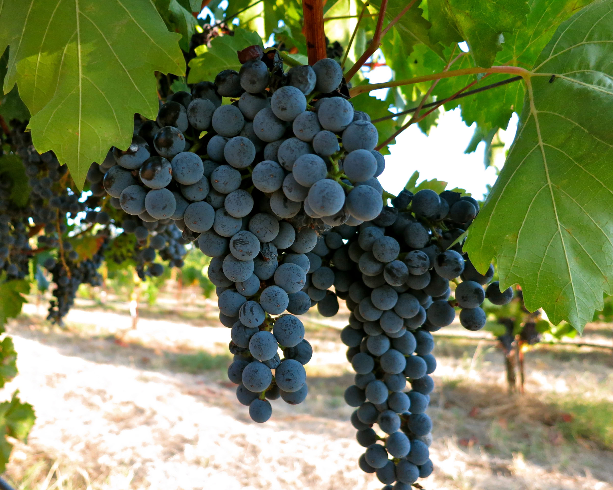 Close-up of ripe dark purple winegrapes hanging on the vine in Lodi, California.