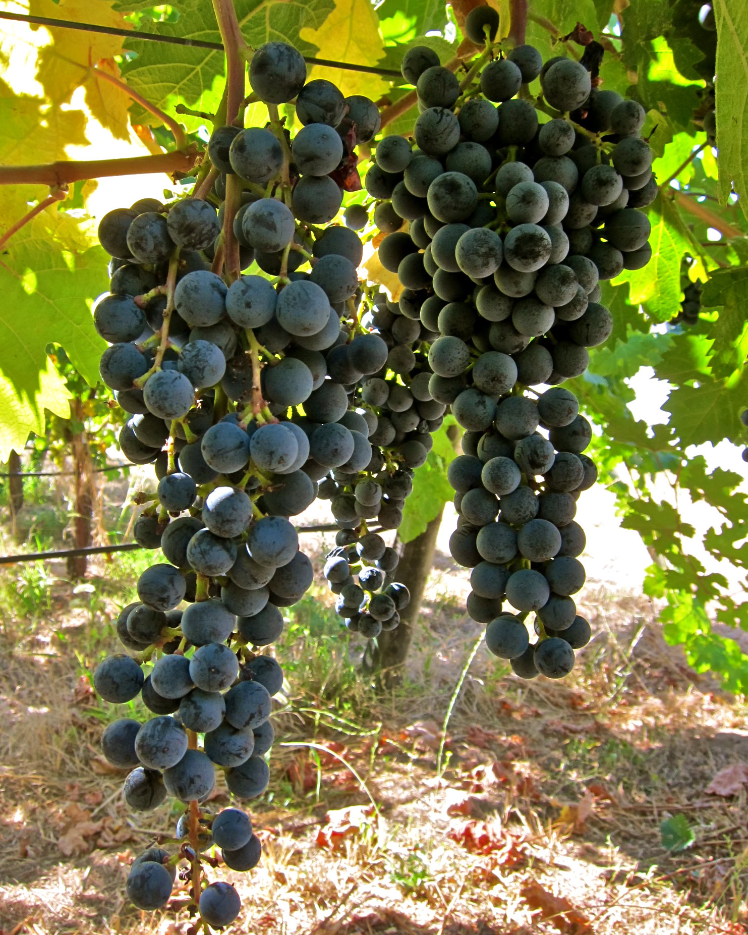 Close-up of ripe dark purple winegrapes hanging on the vine in Lodi, California.