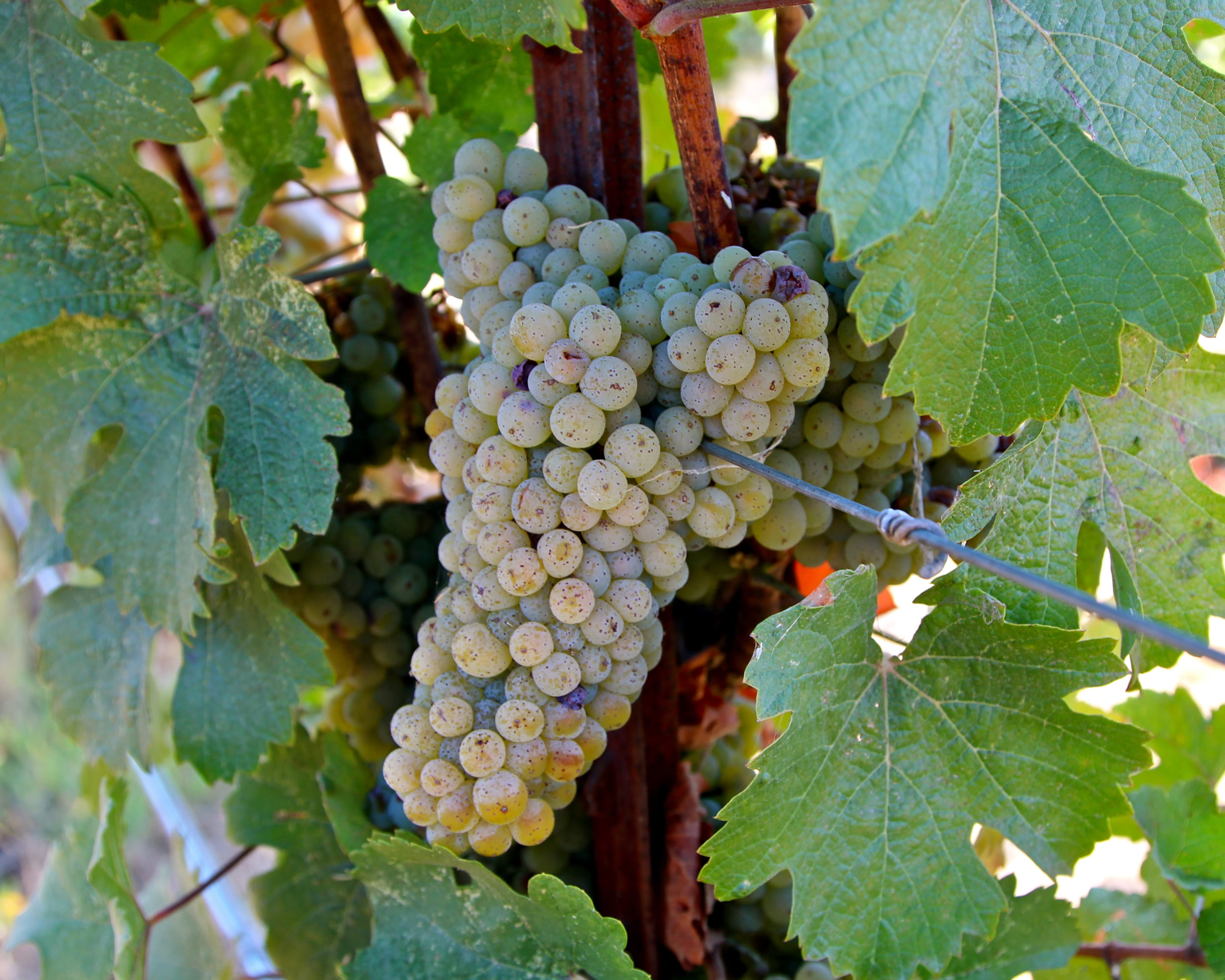 Close-up of a ripe white wine grape cluster on the vine with green leaves in the background.