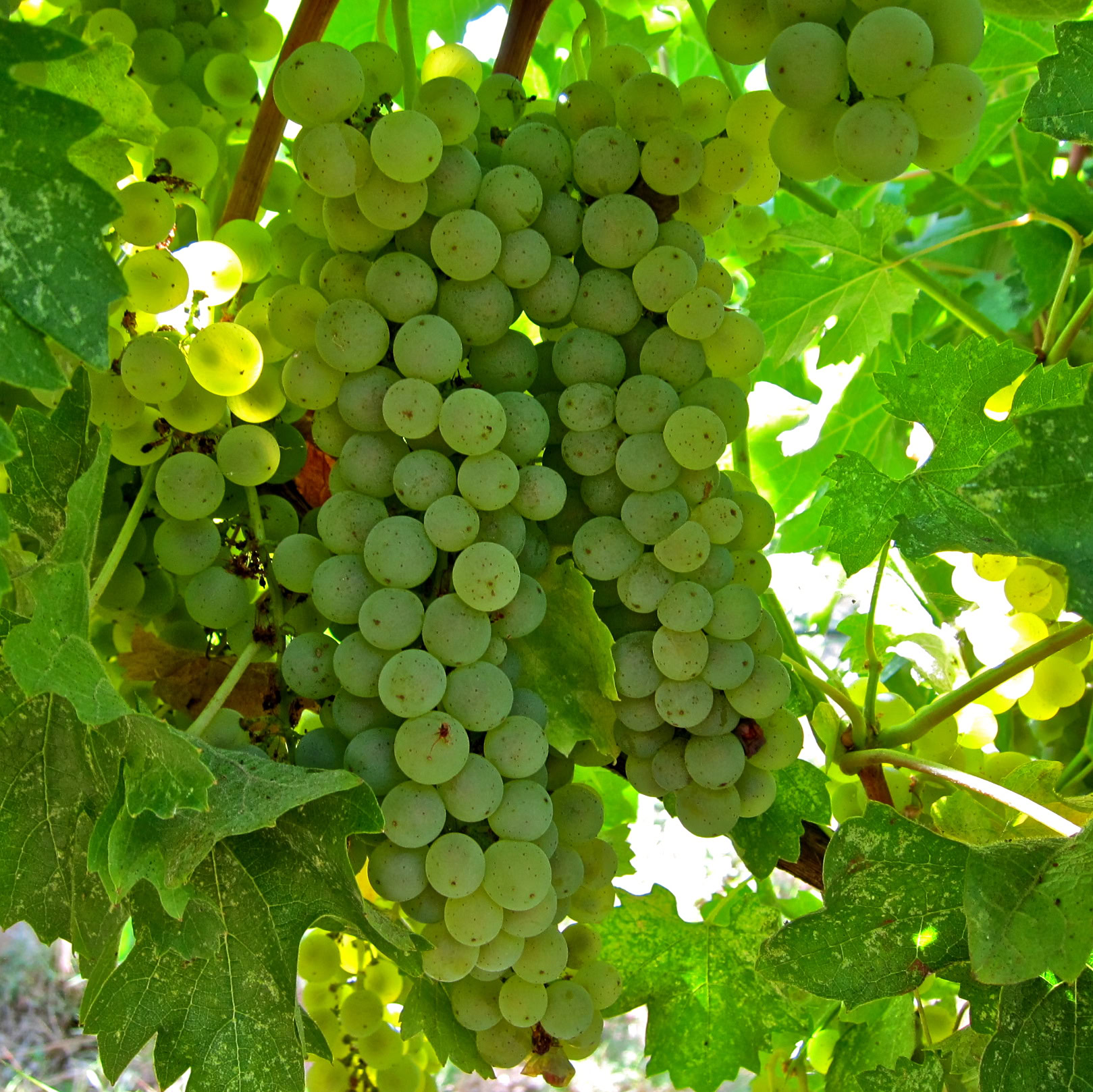 Close-up of a ripe white wine grape cluster hanging from a vine in Lodi, California.