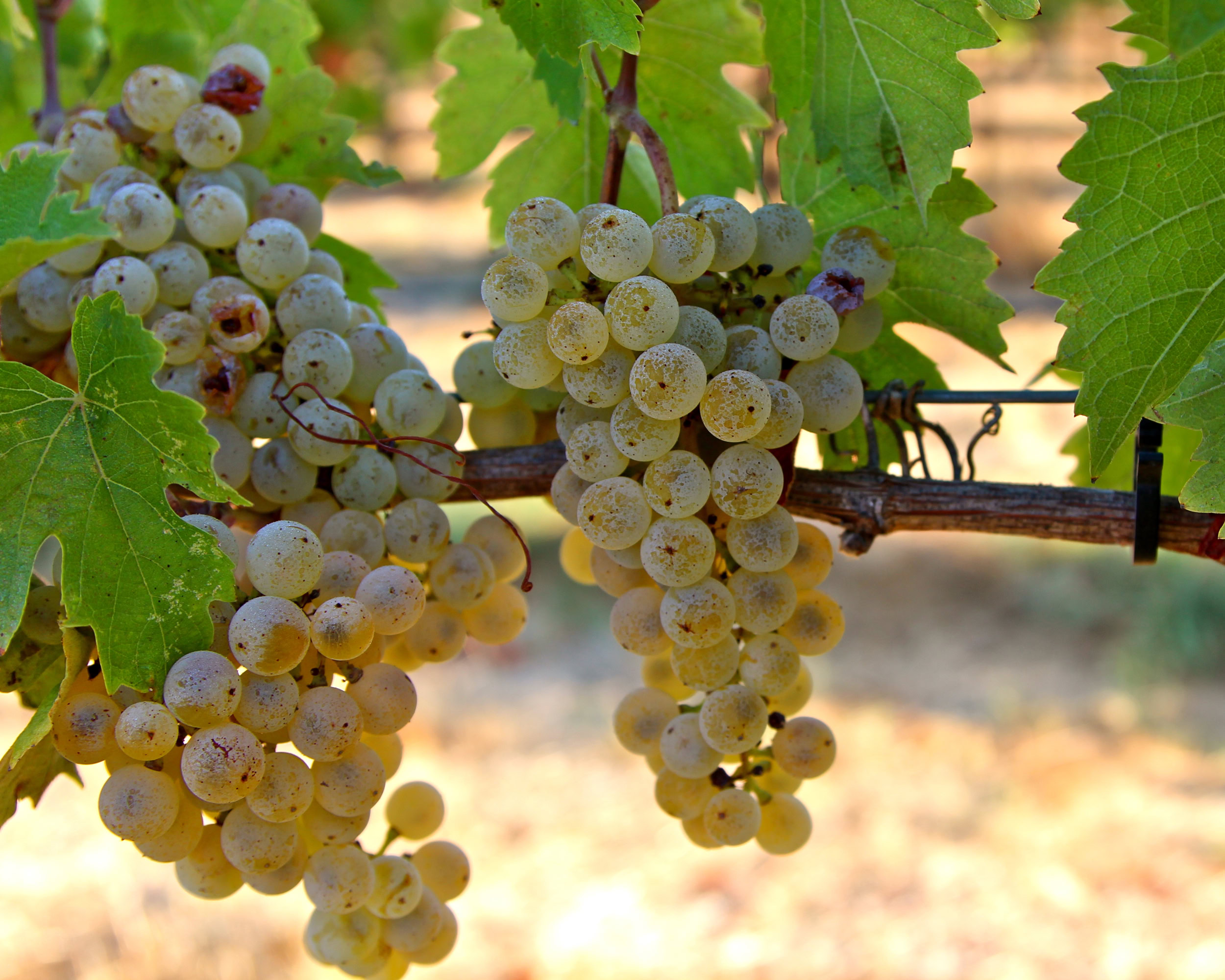 Close-up of ripe white wine grapes on the vine in Lodi, California.