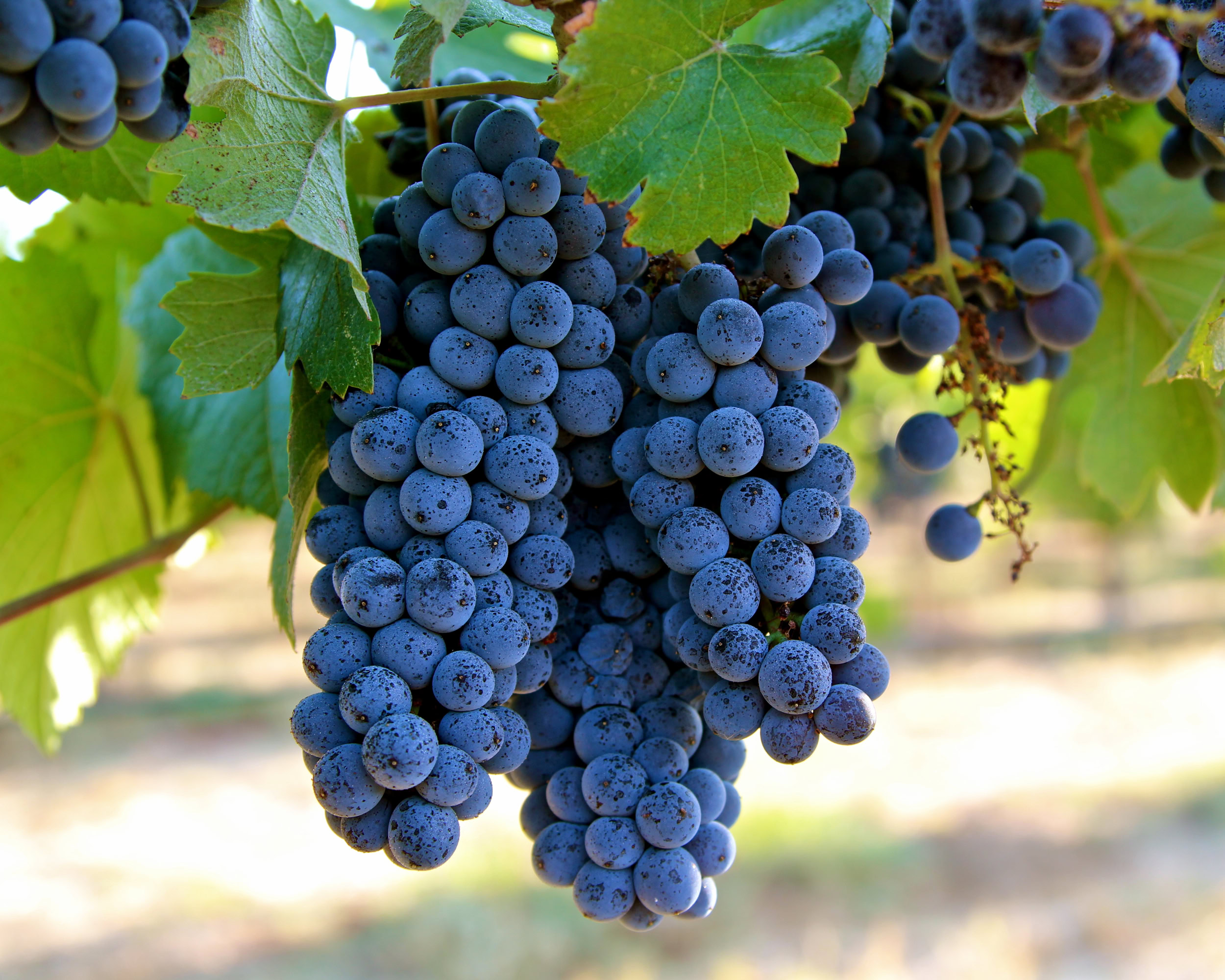 Close-up of ripe dark purple winegrapes hanging on the vine in Lodi, California.