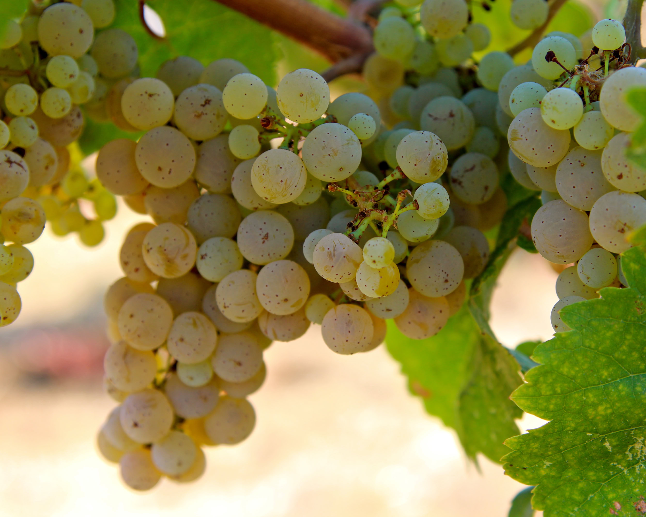 Close-up of ripe white wine grapes on the vine, ideal for Lodi wine production.