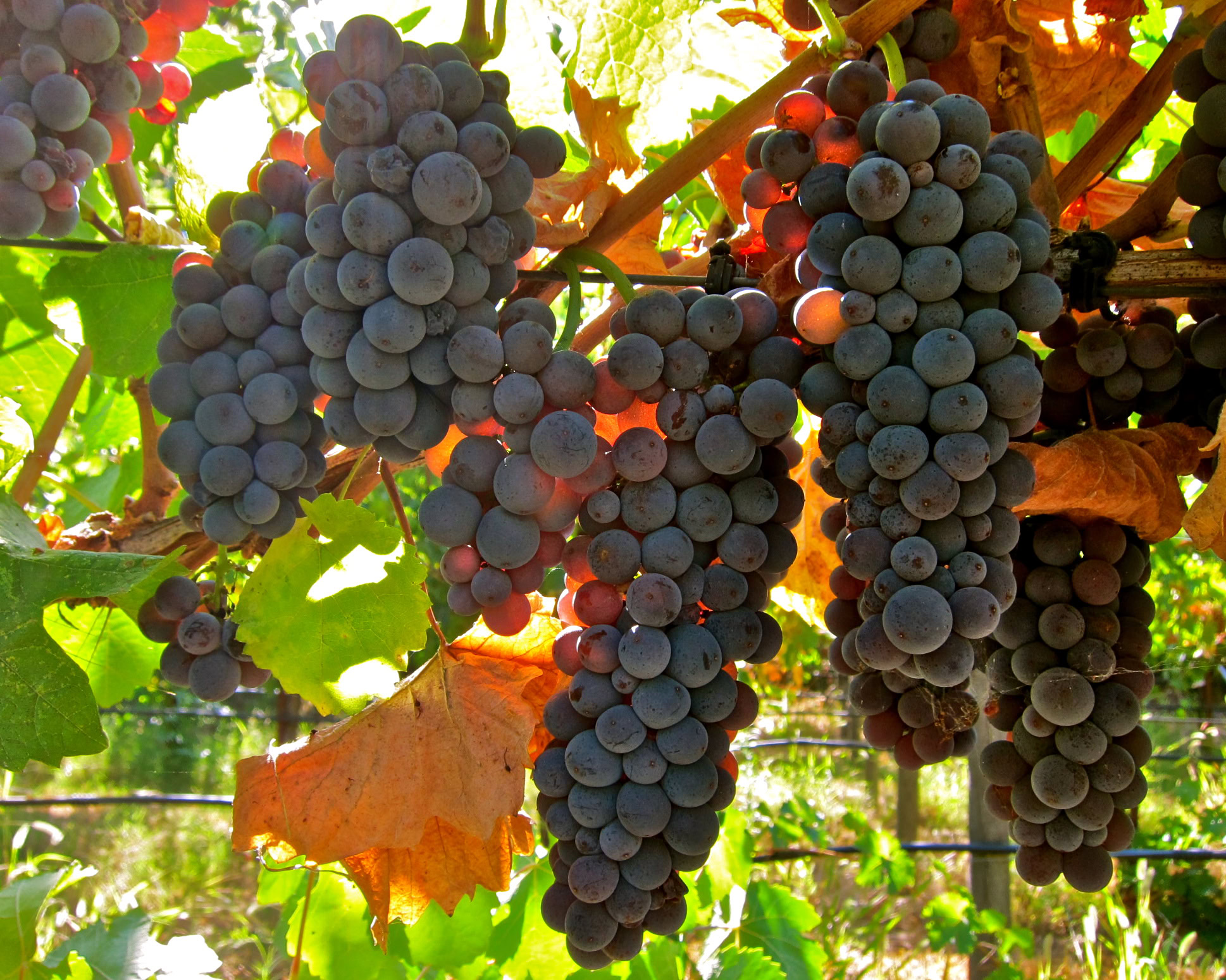 Close-up of ripe dark purple winegrapes hanging in a vineyard with green leaves and sunlight.