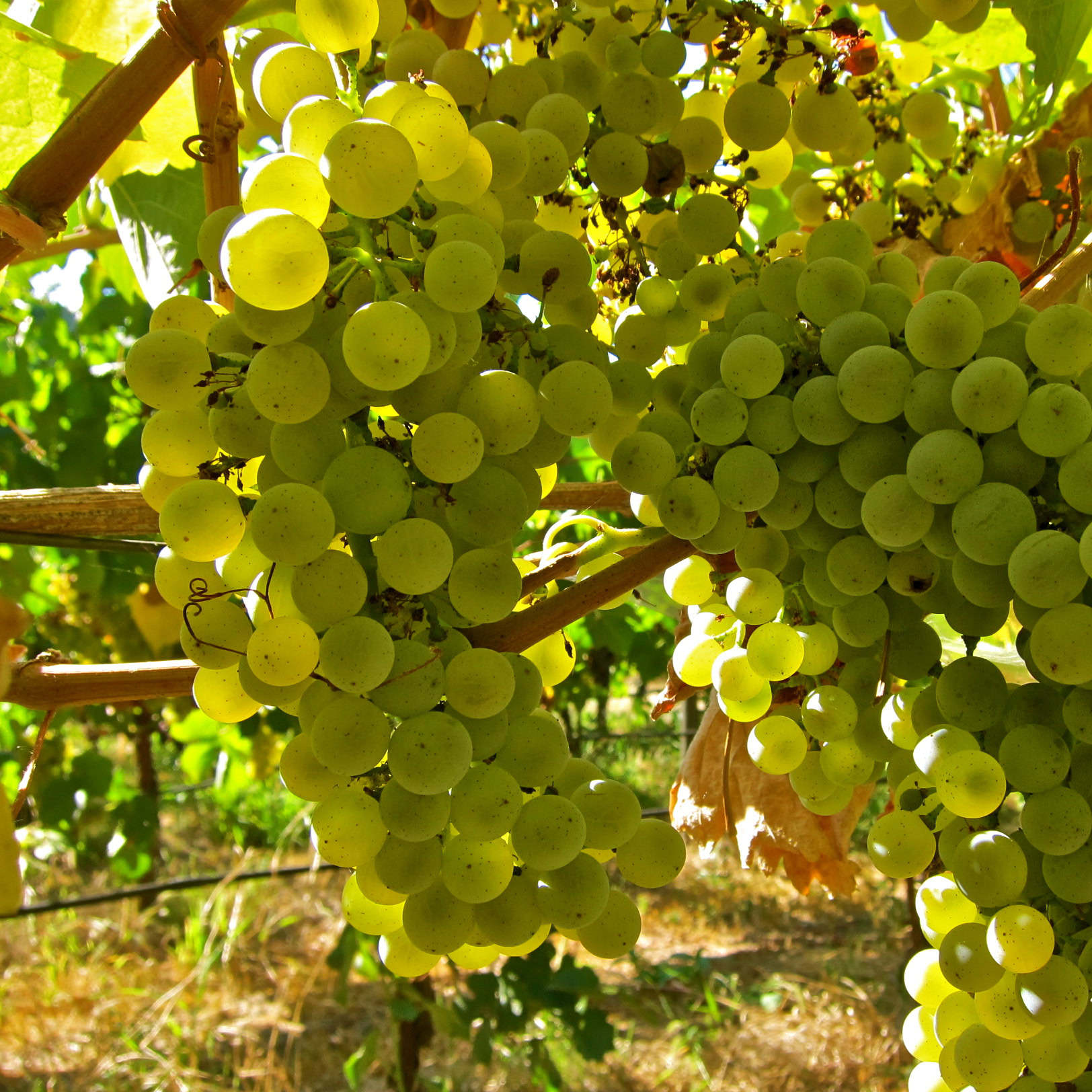 Close-up of a green winegrape cluster on the vine in Lodi, California.