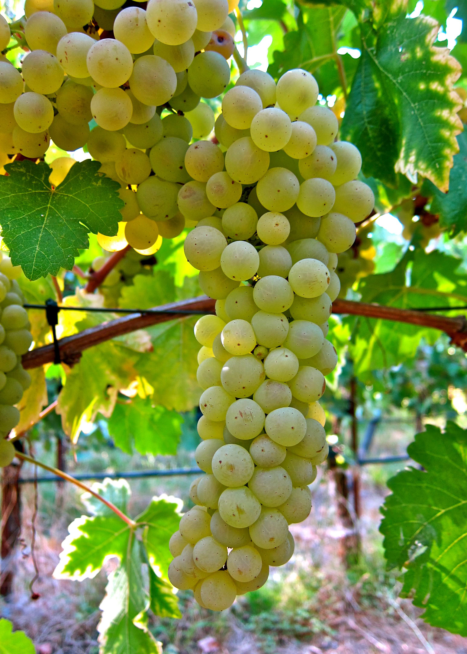 Close-up of a ripe white wine grape cluster hanging from a vine in a vineyard.