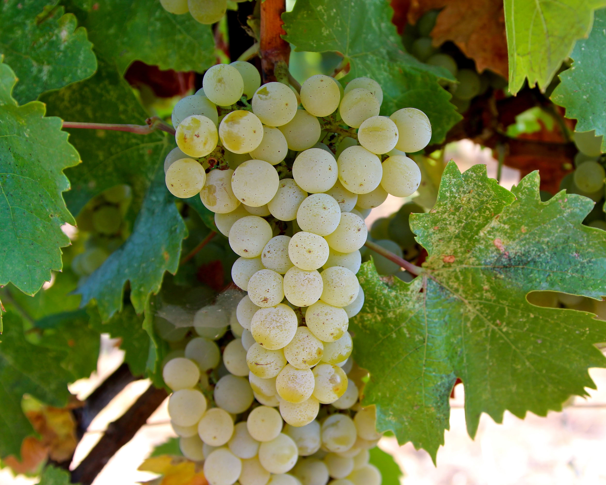 Close-up of a white wine grape cluster on the vine with green leaves in the background.