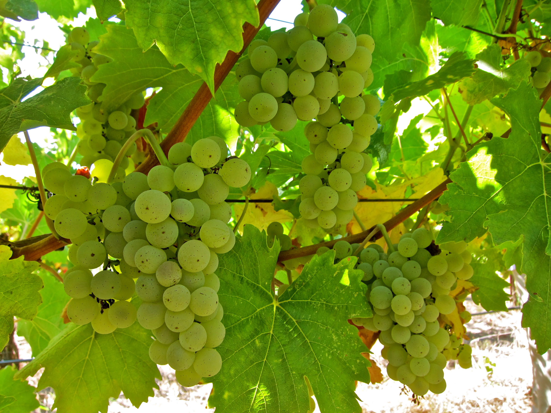 Green winegrape bunches hanging on vine with lush leaves in Lodi vineyard.